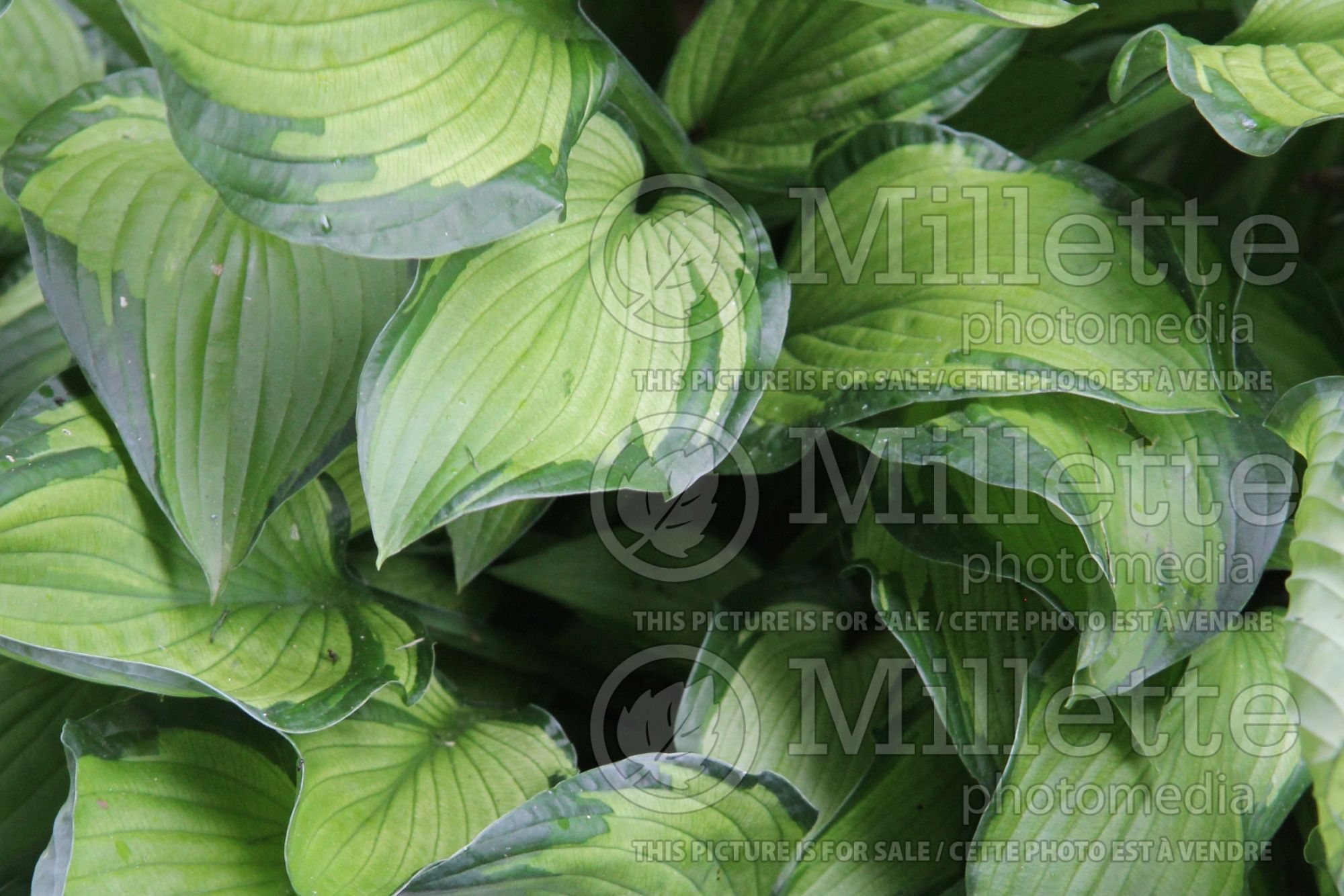 Hosta Myland (Hosta funkia august lily) 1