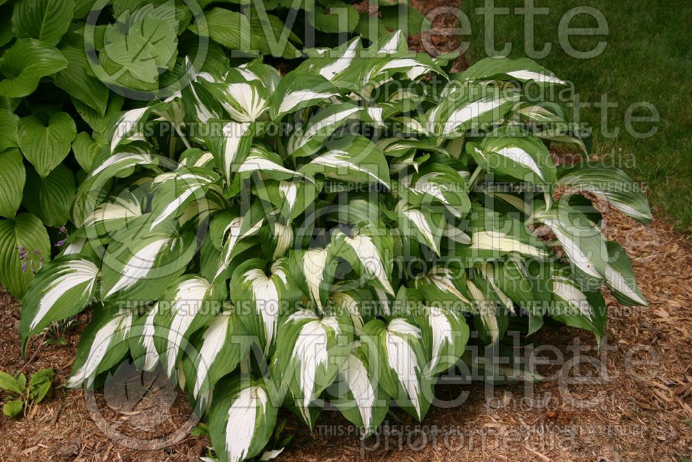 hosta night before christmas hosta funkia 1 night before christmas hosta