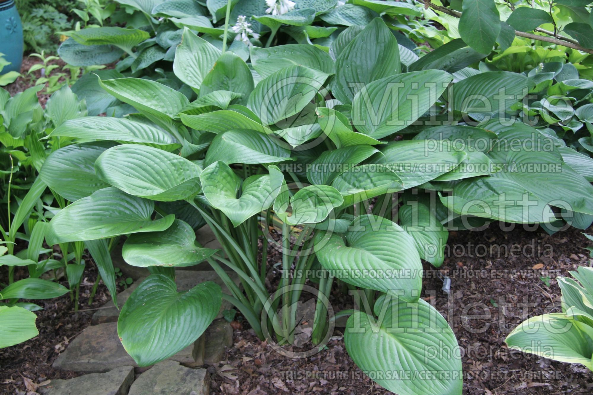 Hosta Elatior (Hosta funkia august lily) 2