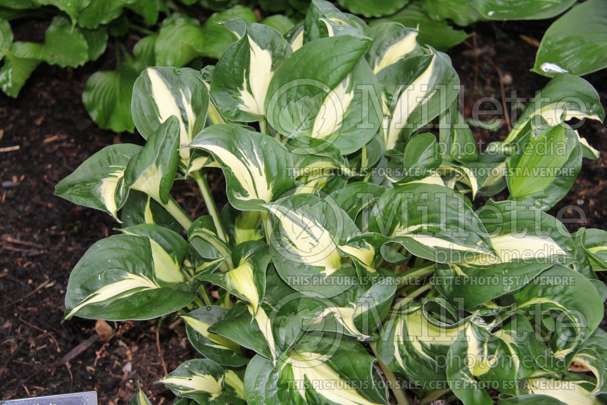 Hosta Oreo Cream (Hosta funkia august lily) 2