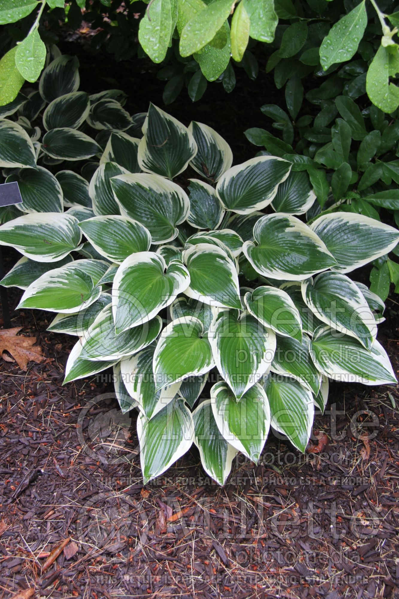 Hosta Patriot (Hosta funkia august lily) 11