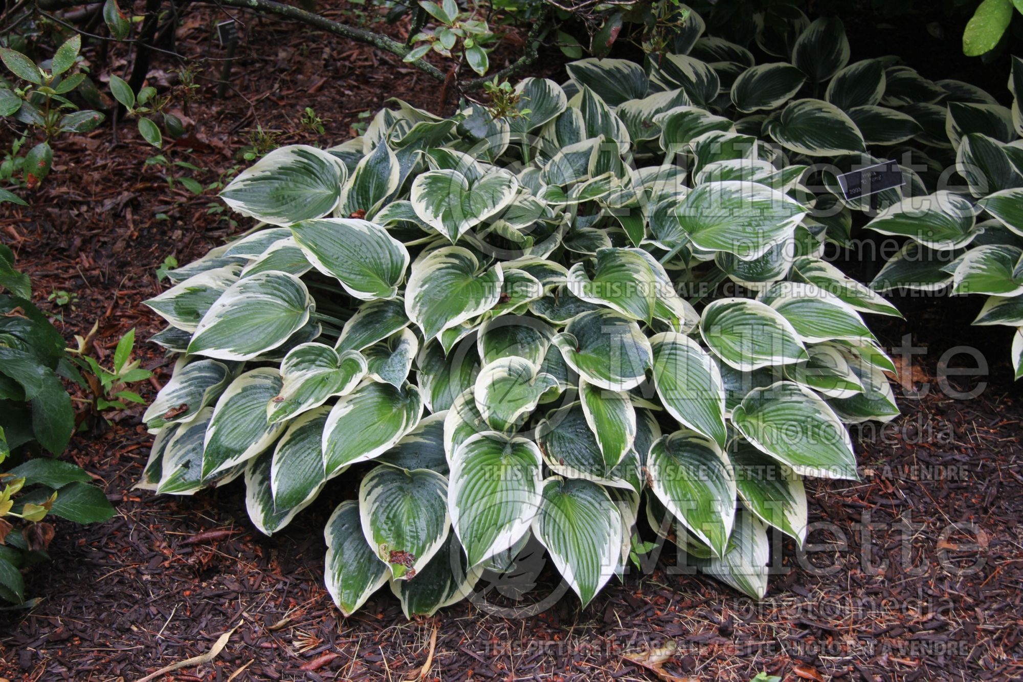 Hosta Patriot (Hosta funkia august lily) 12