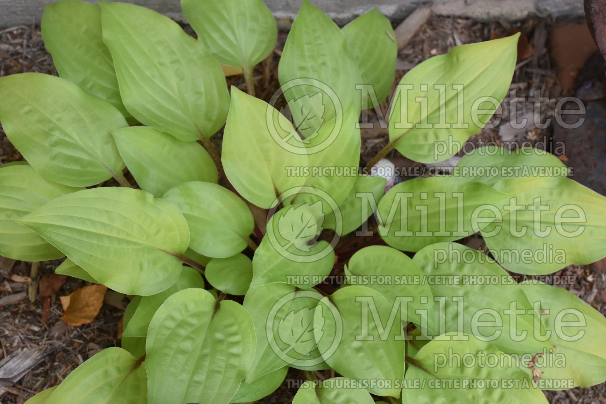 Hosta Peach Salsa (Hosta funkia august lily) 1