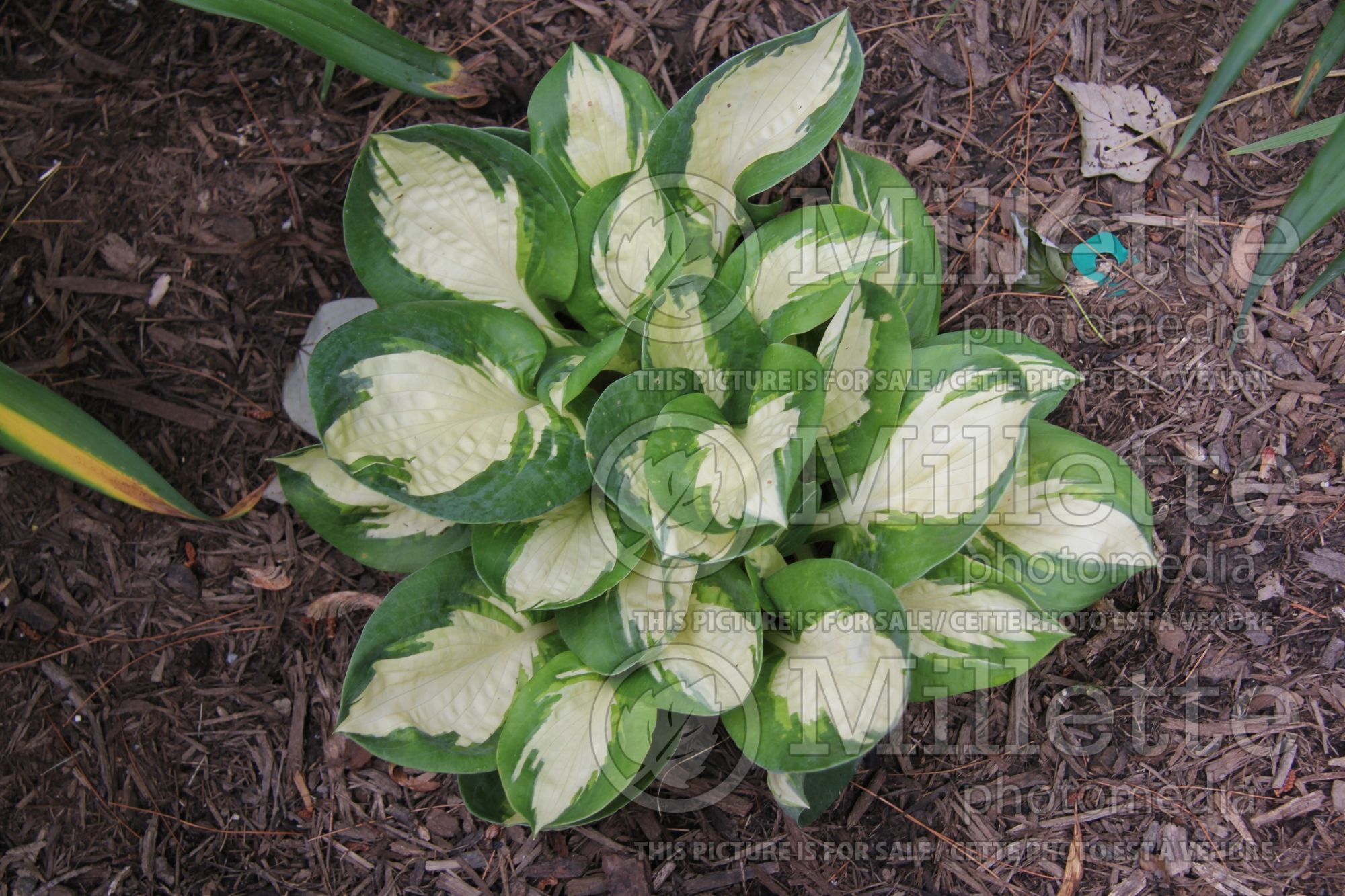 Hosta Popcorn (Hosta funkia august lily) 2