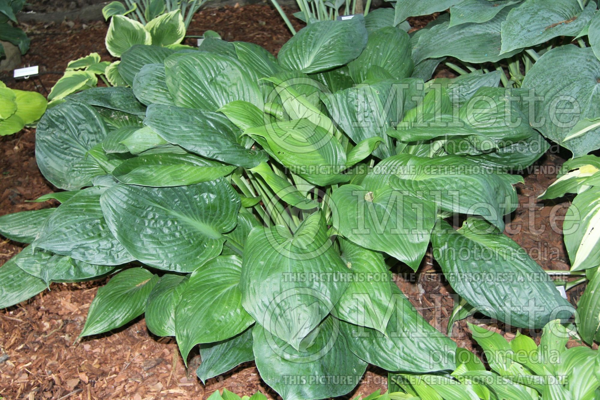 Hosta Potomac Pride (Hosta funkia august lily) 2