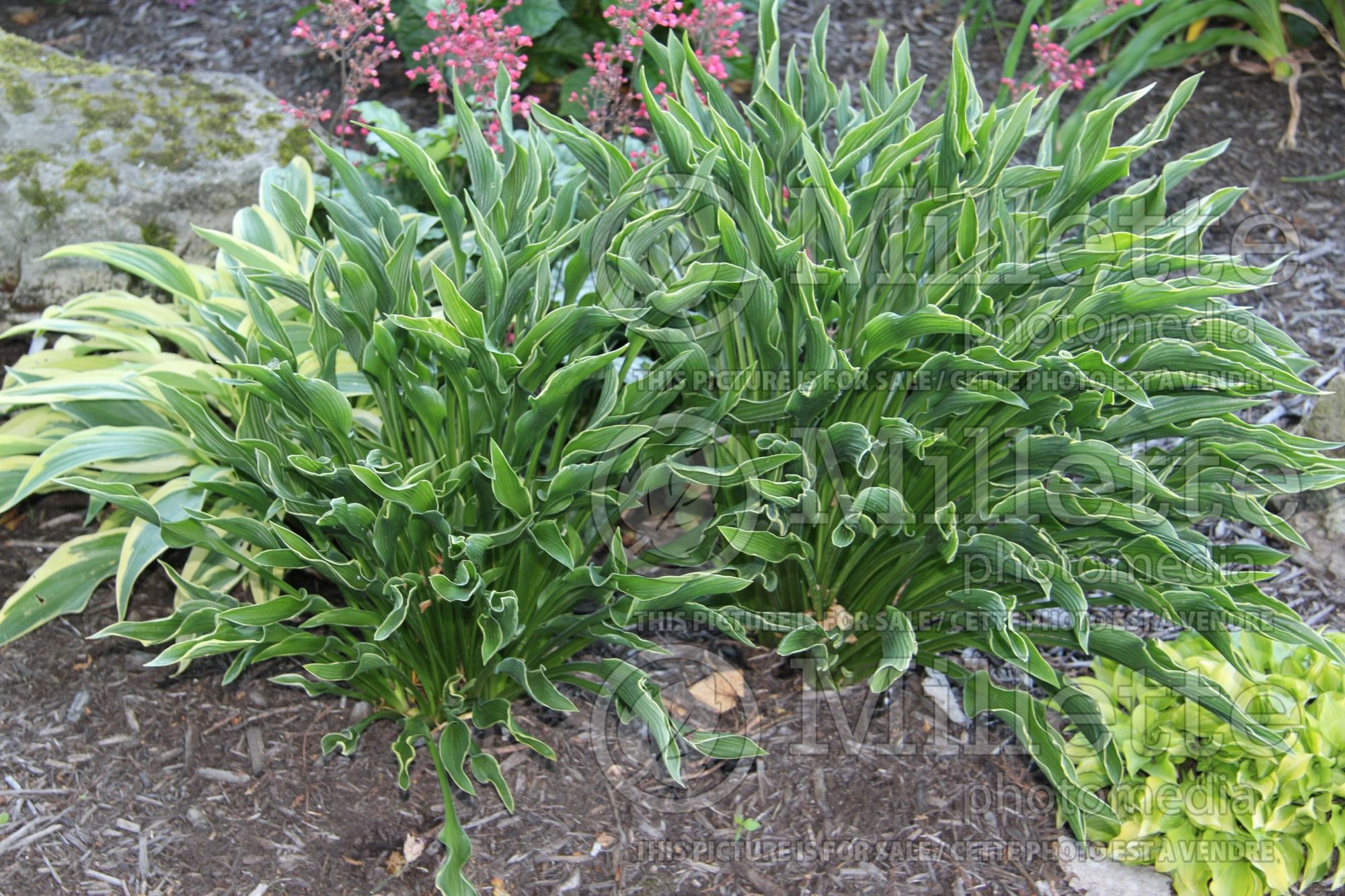 Hosta Praying Hands (Hosta funkia august lily) 8