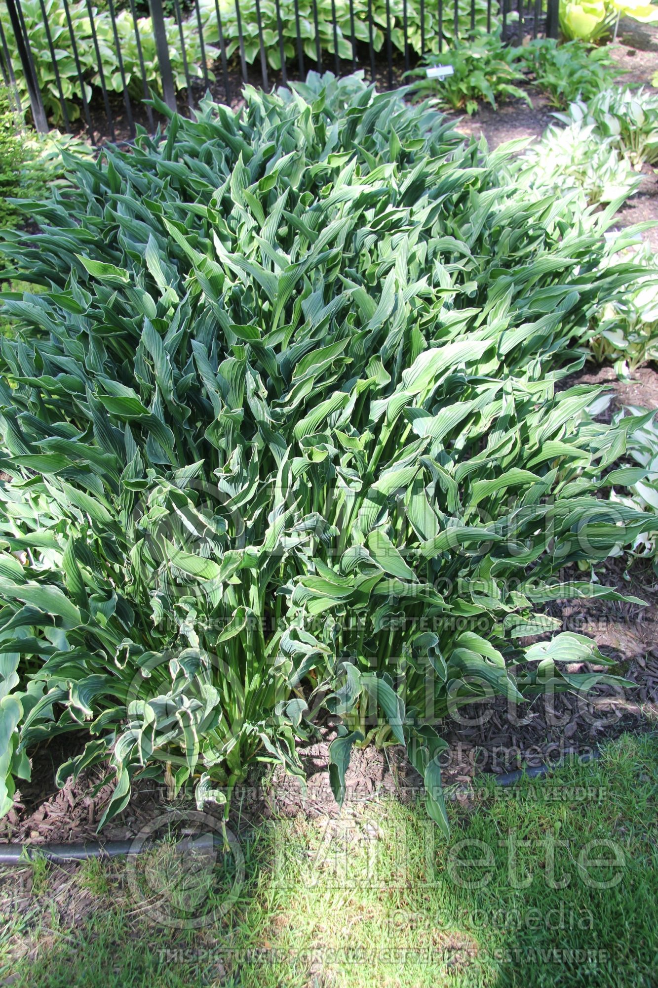 Hosta Praying Hands (Hosta funkia august lily) 9