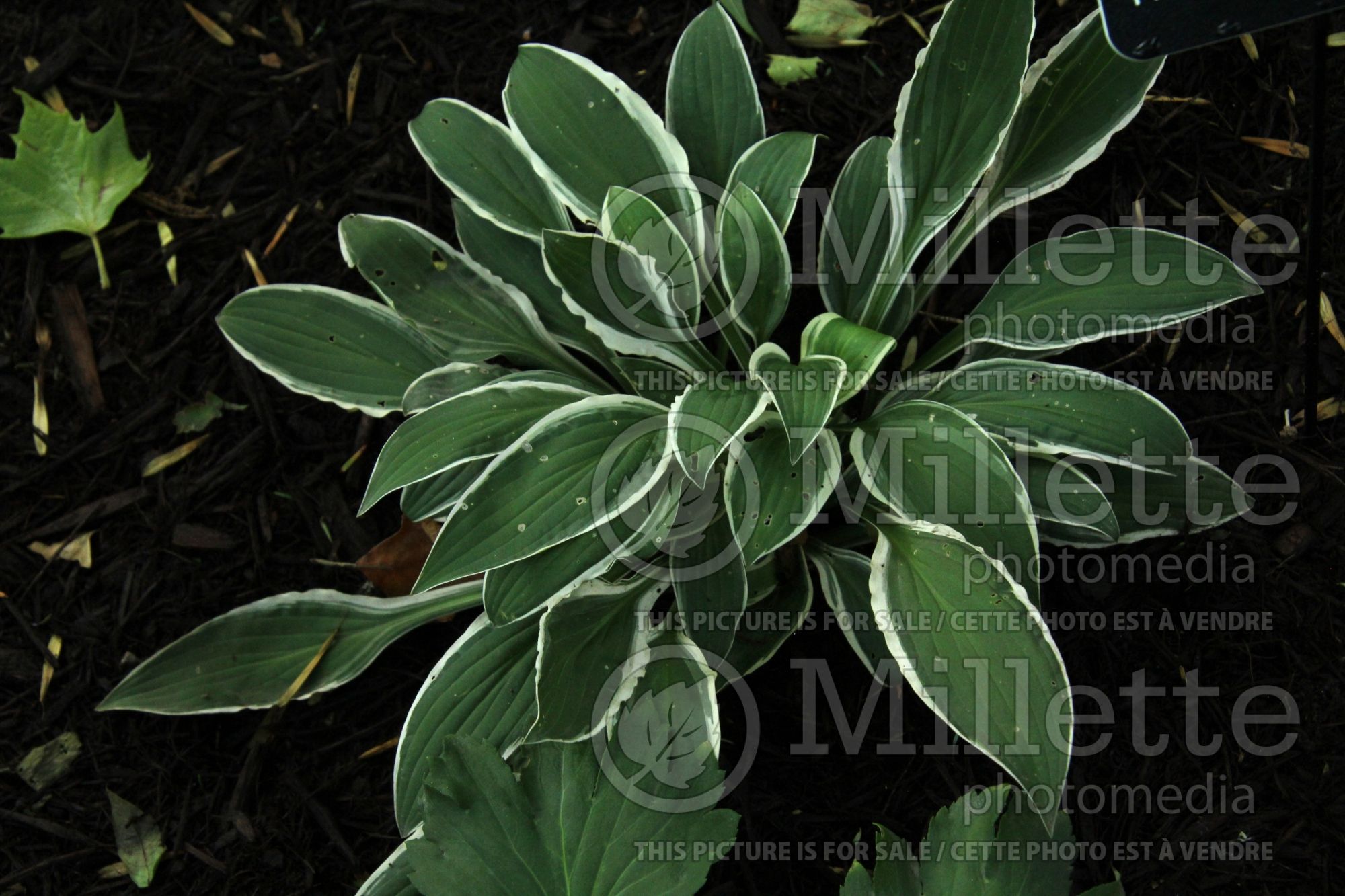 Hosta Princess of Karafuto aka Hime Karafuto (Hosta funkia august lily) 1