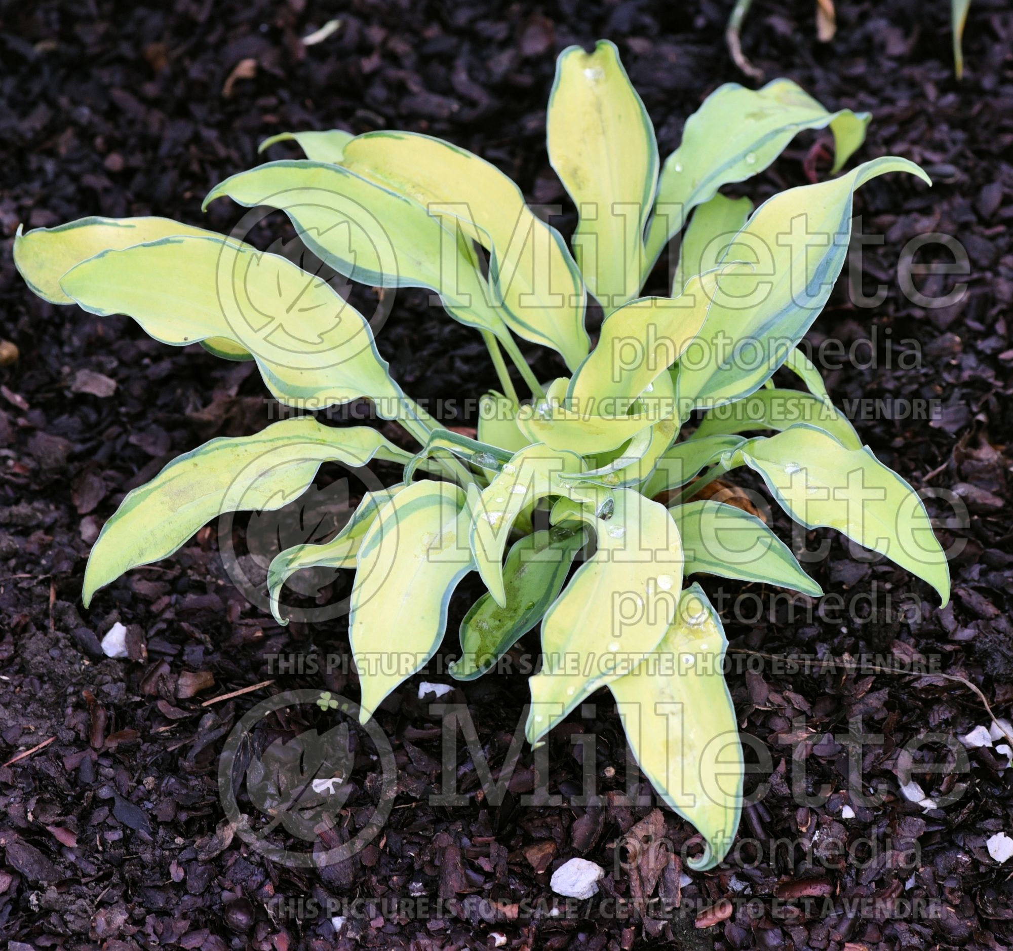 Hosta Ripple Effect (Hosta funkia august lily) 6