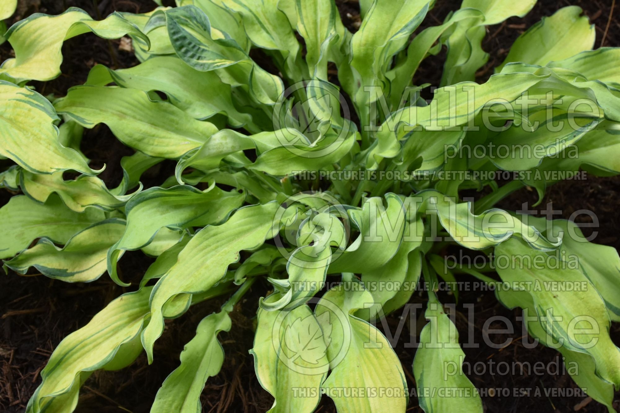 Hosta Ripple Effect (Hosta funkia august lily) 7
