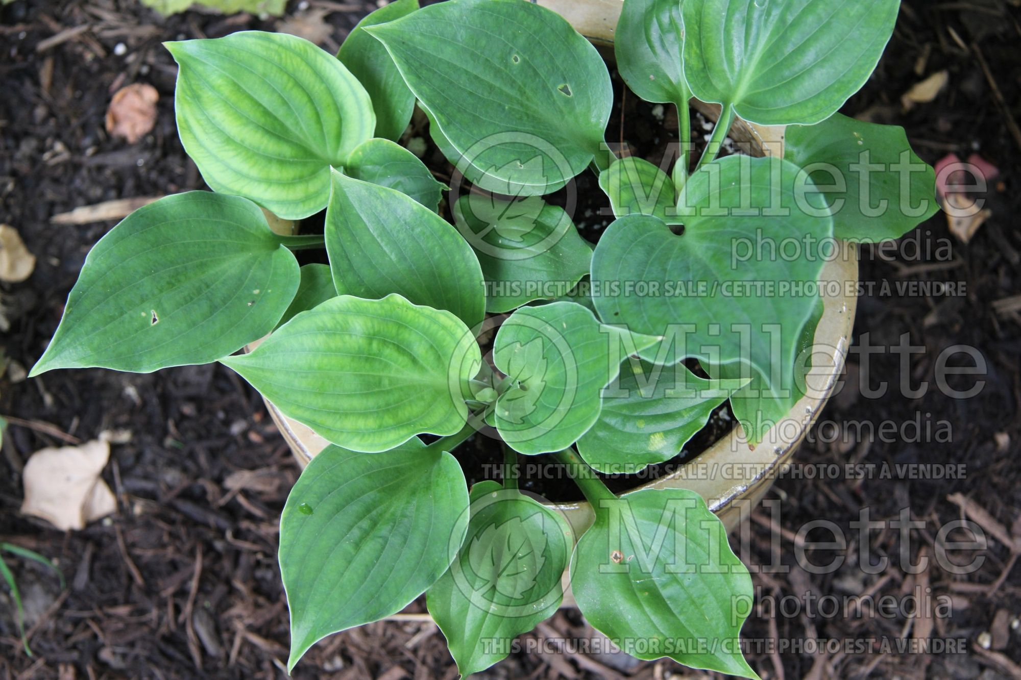 Hosta Road Rage (Hosta funkia august lily) 1