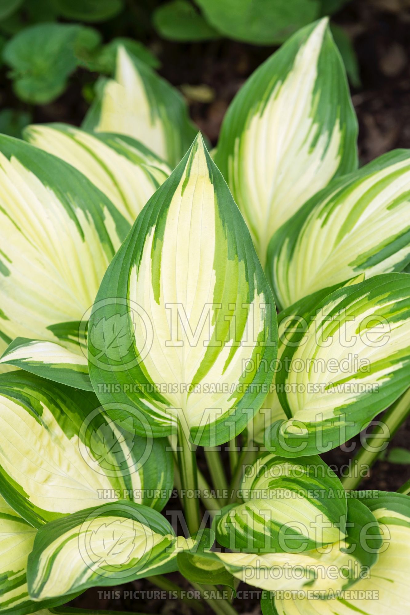 Hosta Sea Thunder (Hosta funkia august lily) 3