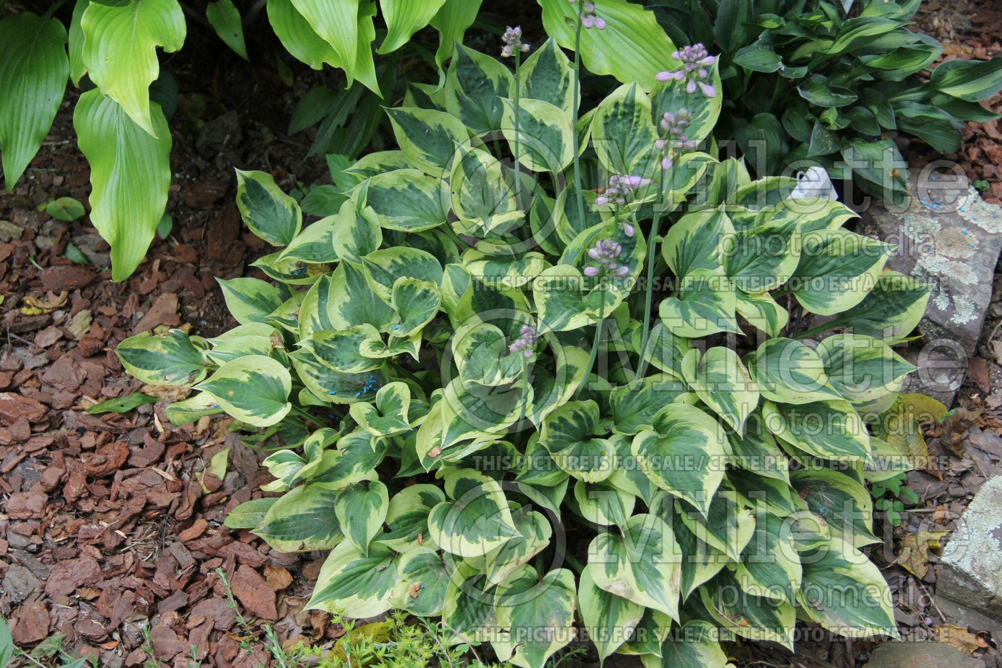 Hosta Snowy Lake (Hosta funkia august lily) 1