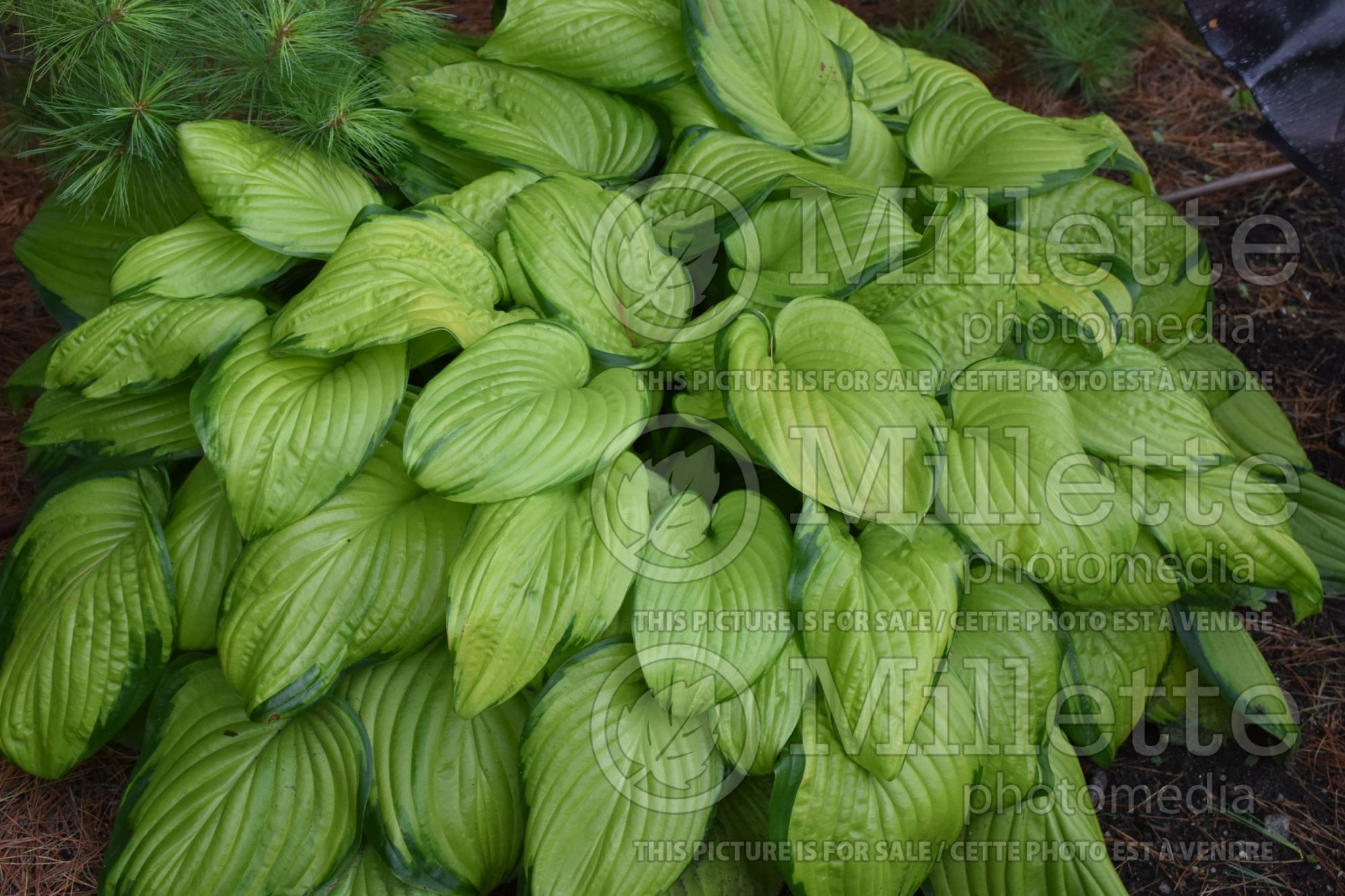 Hosta Stained Glass (Hosta funkia august lily) 7