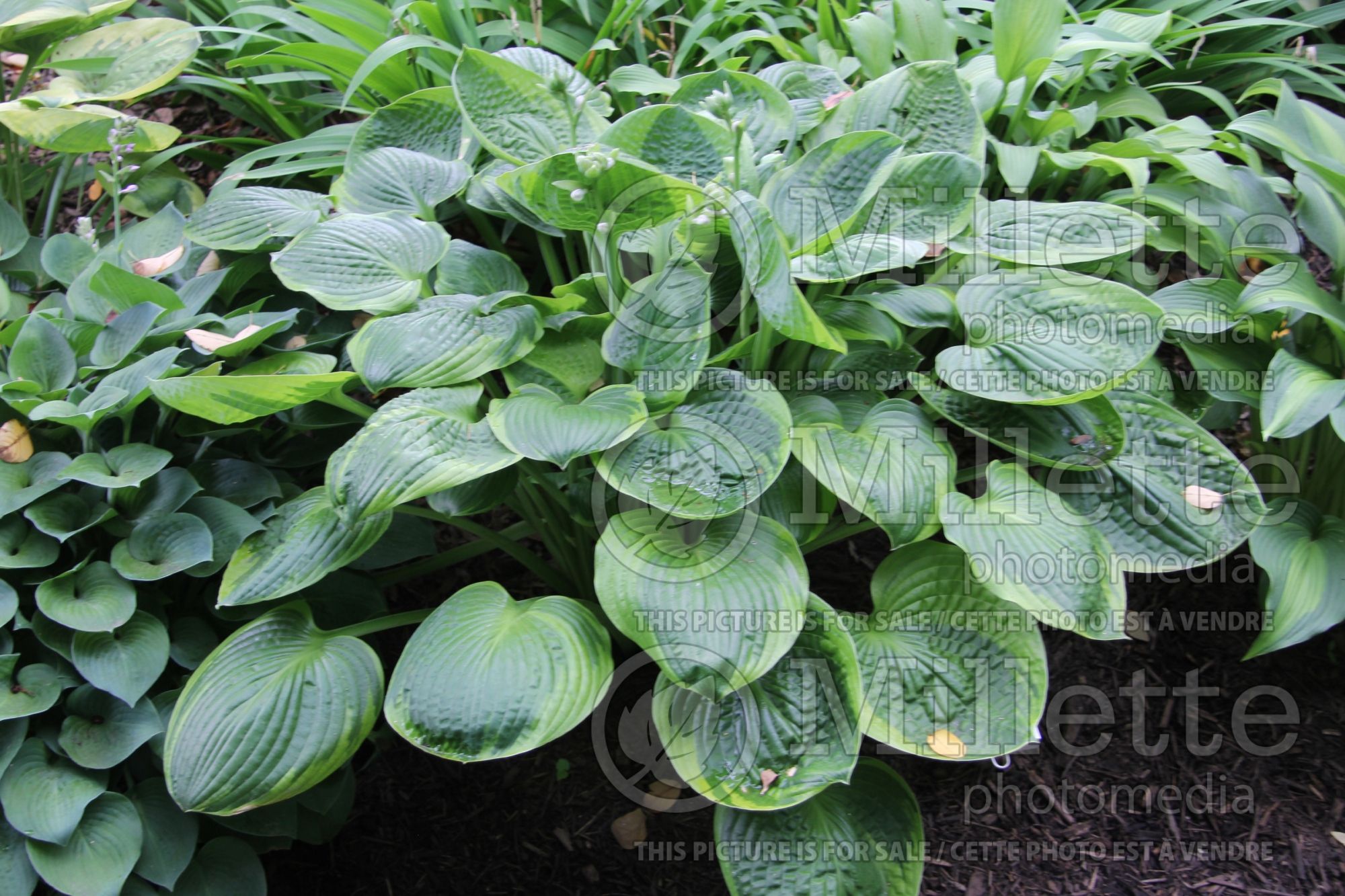 Hosta Sugar Snap (Hosta funkia august lily) 1