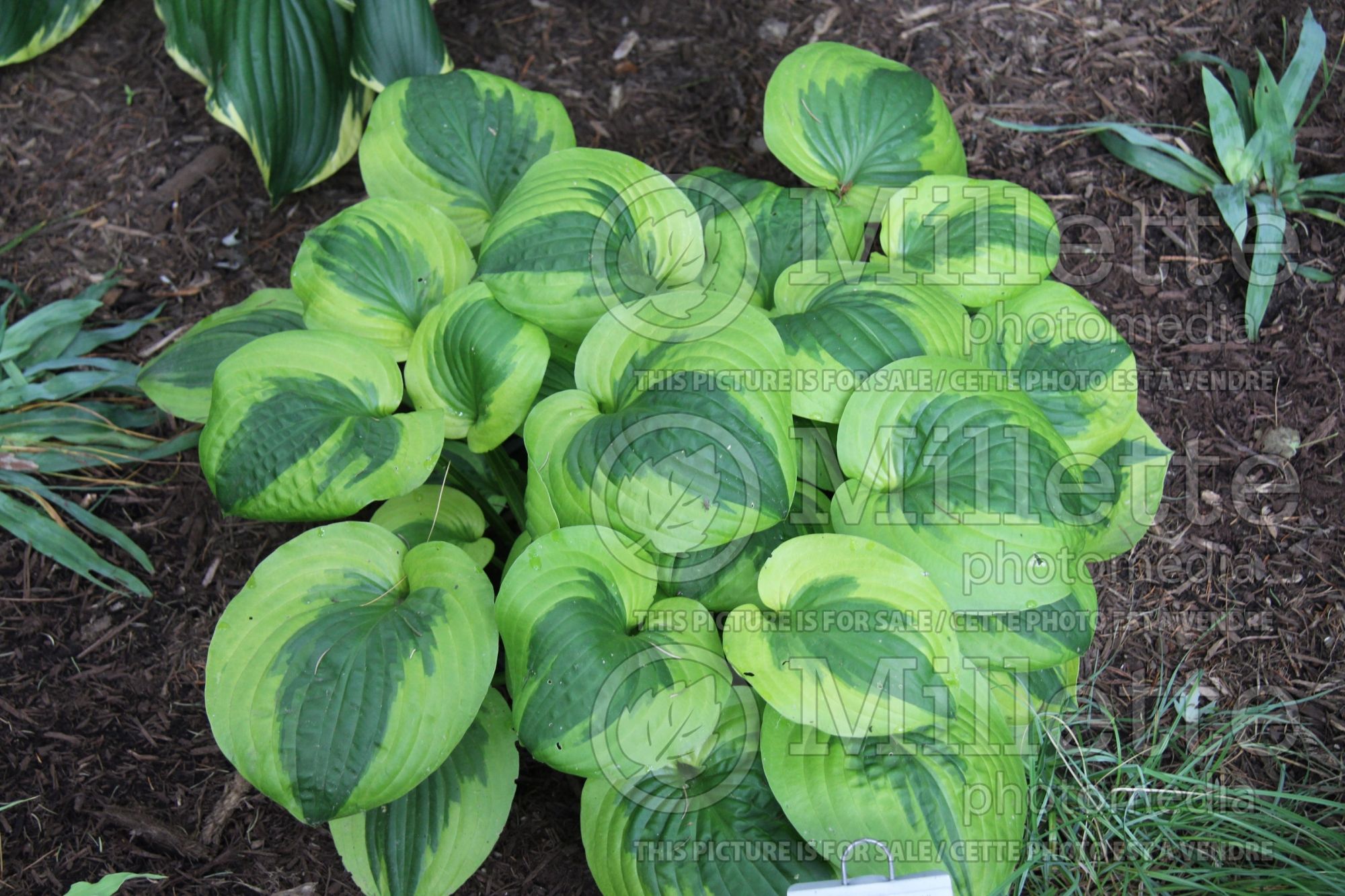 Hosta Summer Lovin (Hosta funkia august lily) 2