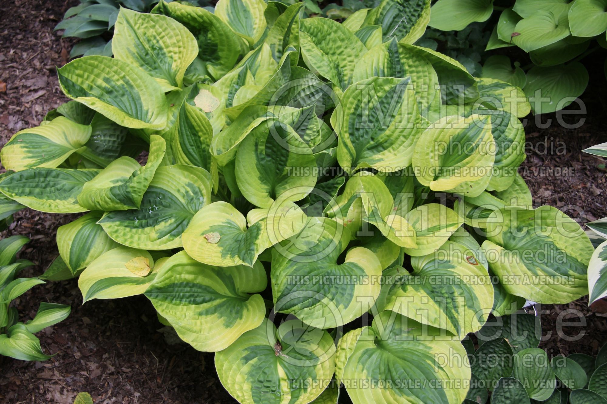 Hosta Summer Lovin (Hosta funkia august lily) 3