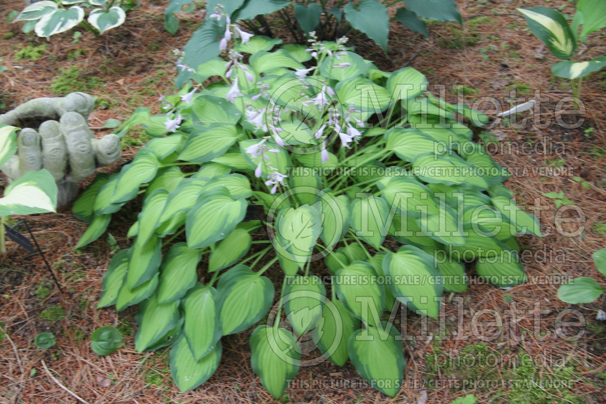 Hosta Sweet Home Chicago (Hosta funkia august lily) 3