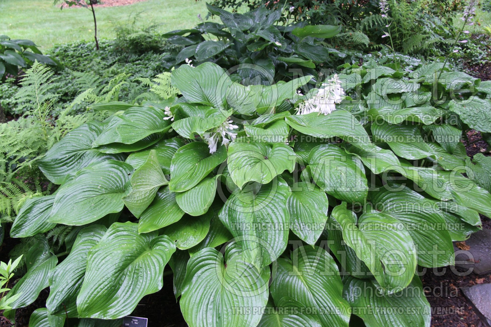 Hosta T-Rex (Hosta funkia august lily) 1