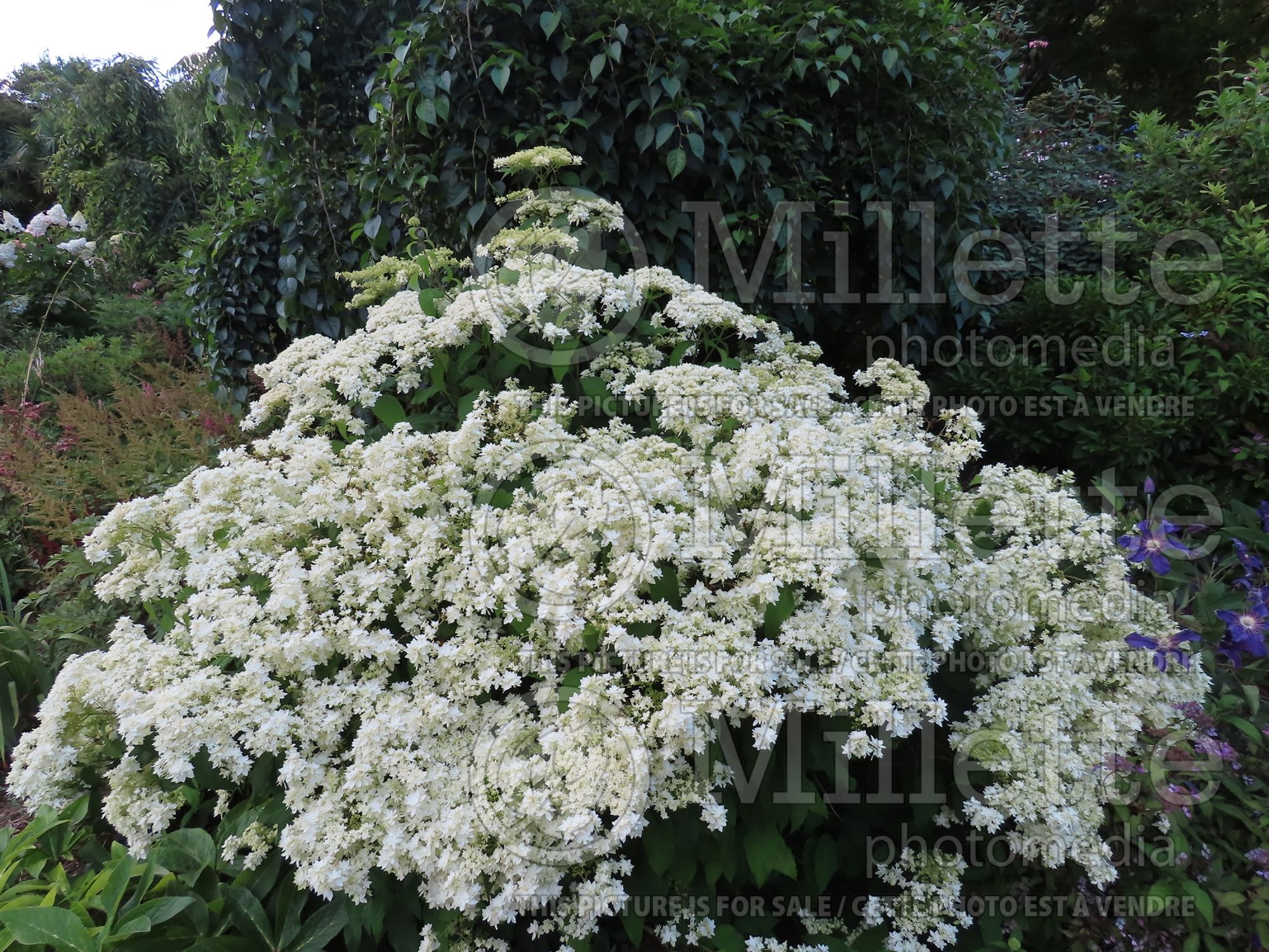 Hydrangea Hayes Starburst (Hydrangea) 1