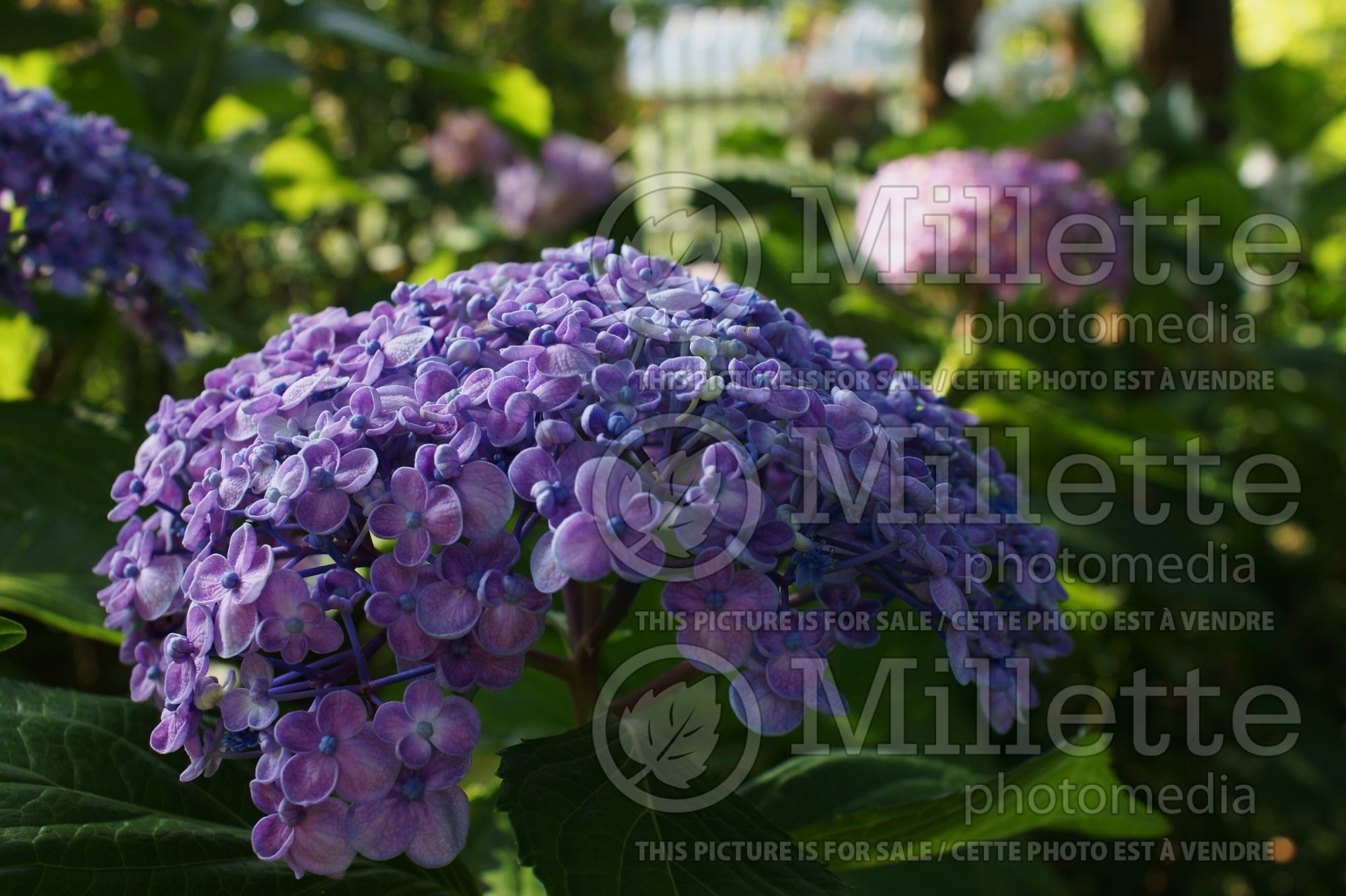 Hydrangea Ayesha (Hydrangea) 8