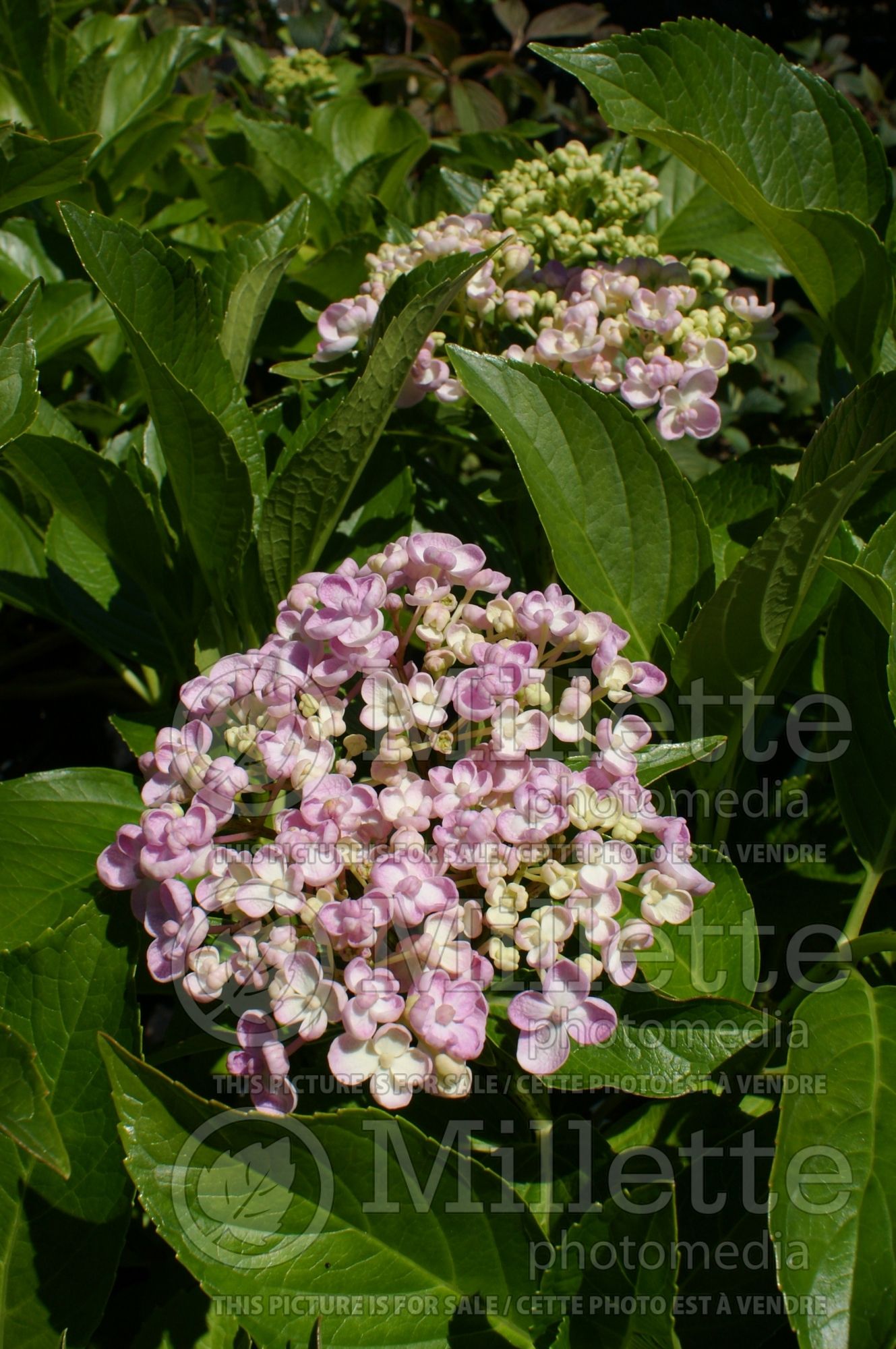 Hydrangea Ayesha (Hydrangea) 9