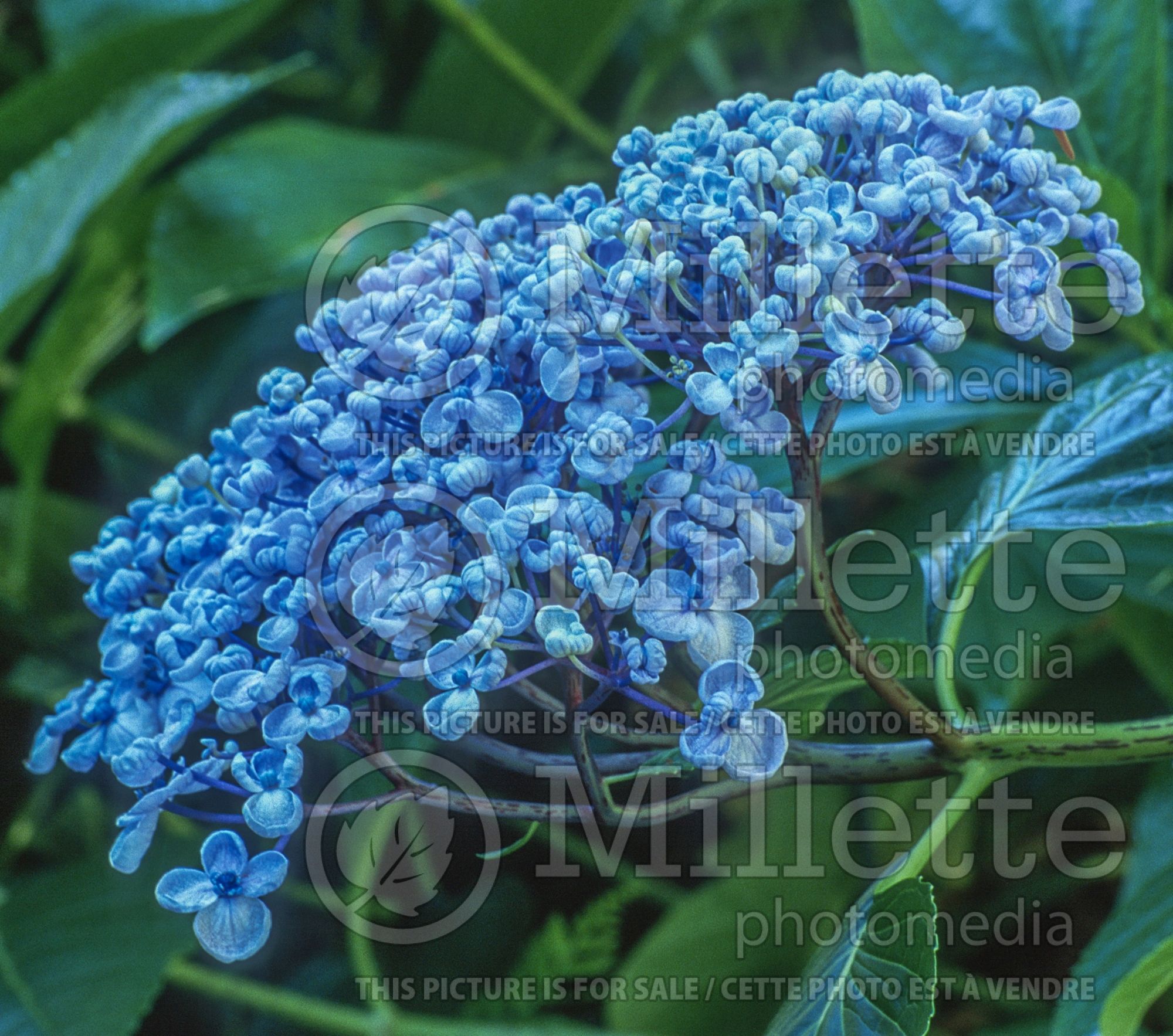 Hydrangea Ayesha (Hydrangea) 5