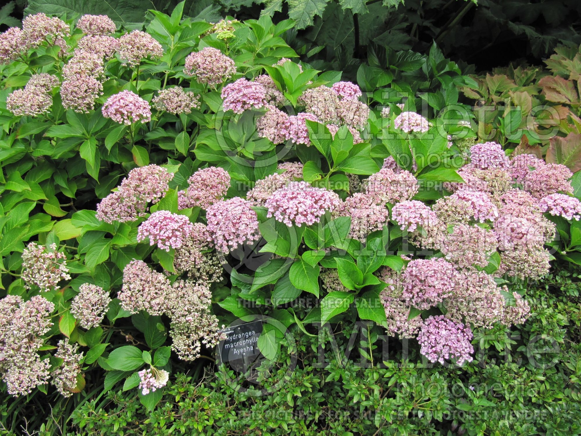 Hydrangea Ayesha (Hydrangea) 6
