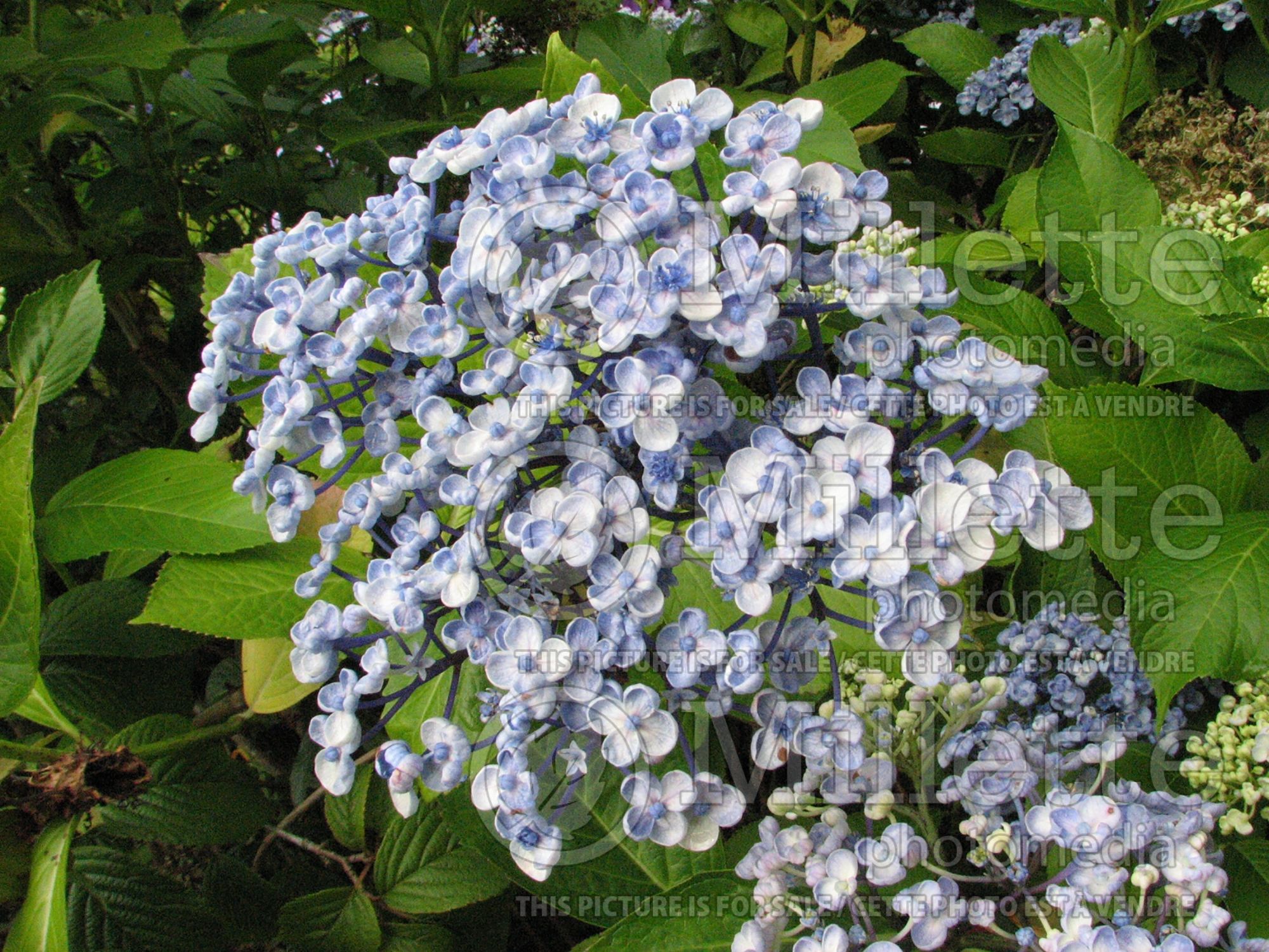 Hydrangea Ayesha (Hydrangea) 3