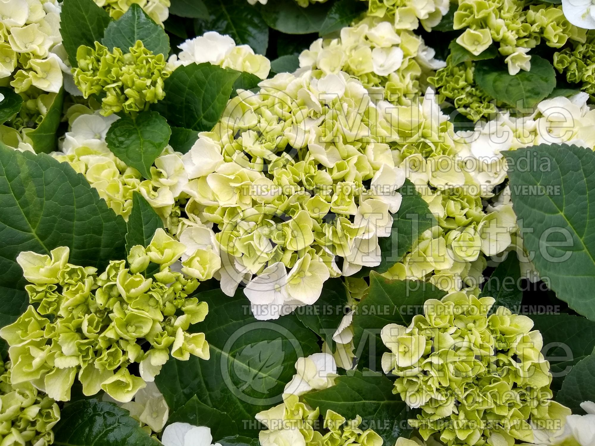 Hydrangea Clarissa (Bigleaf Hydrangea Mophead) 1