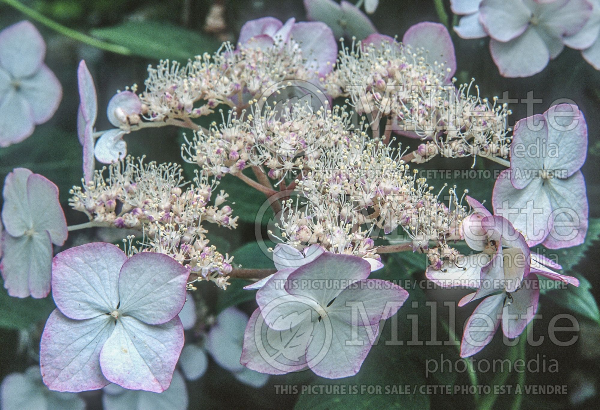Hydrangea Kiyosumi aka Kiyosumisawa (Hydrangea Mopheads) 4