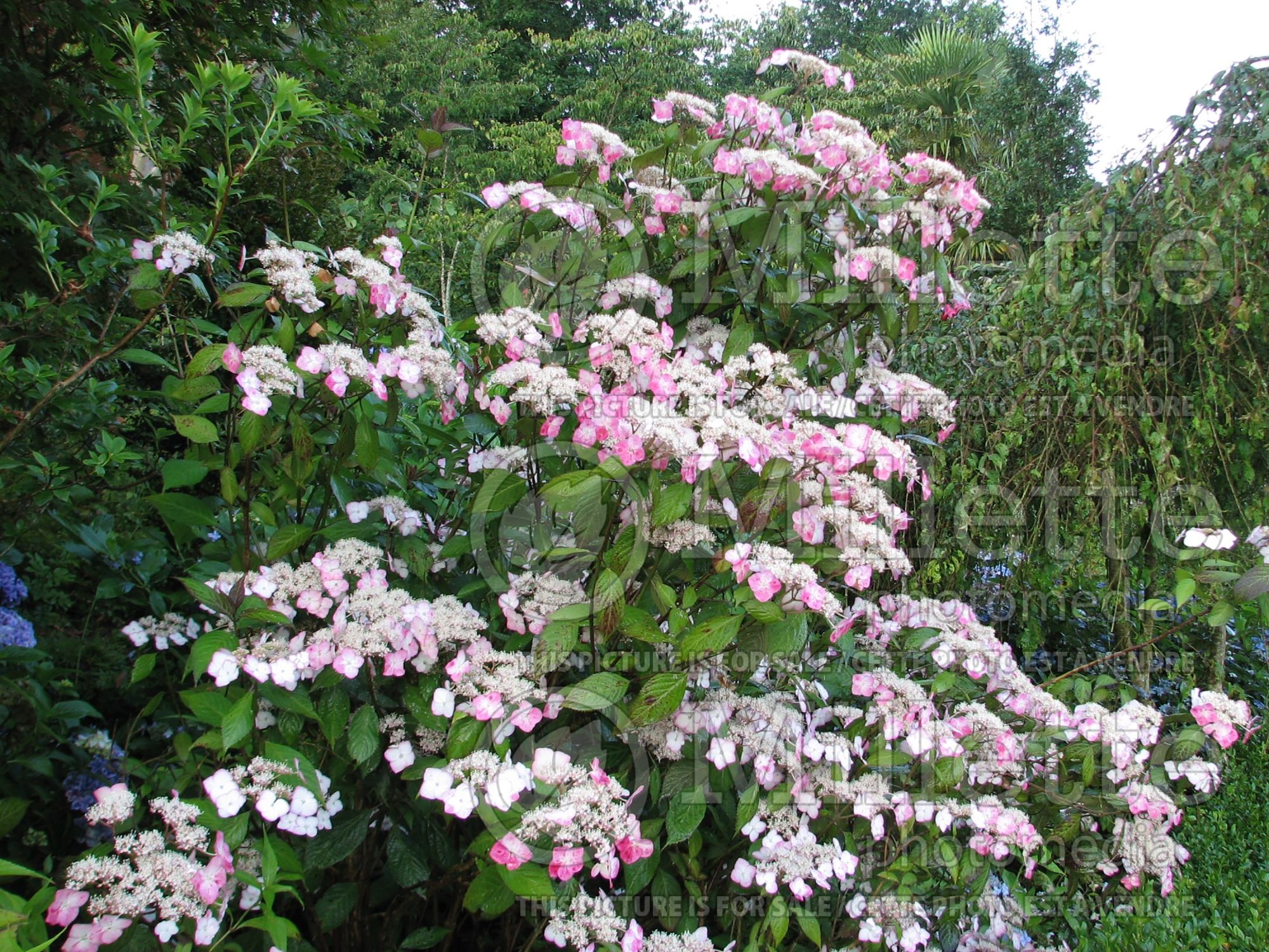 Hydrangea Kiyosumi aka Kiyosumisawa (Hydrangea Mopheads) 2