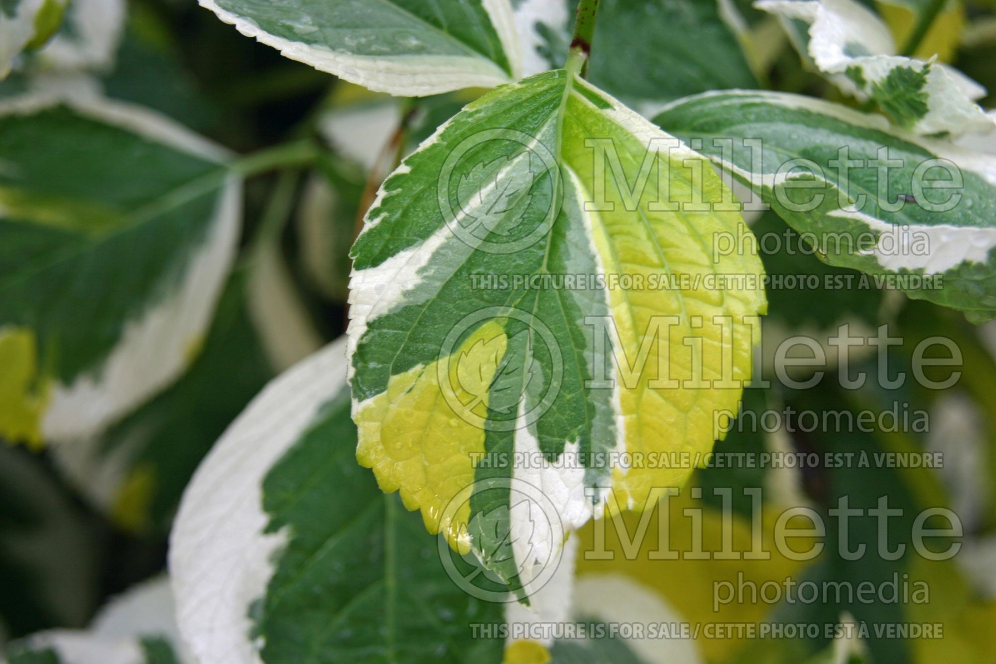 Hydrangea Lemon Wave (Hydrangea) 4