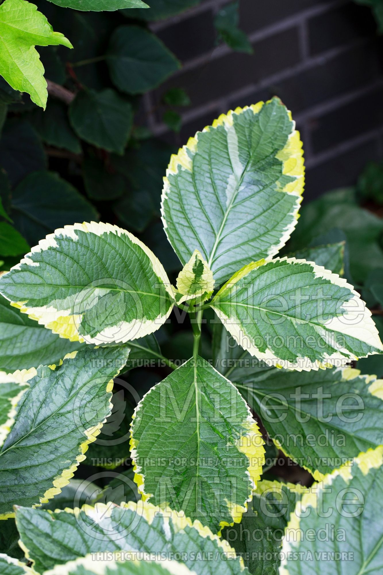 Hydrangea Lemon Wave (Hydrangea) 5