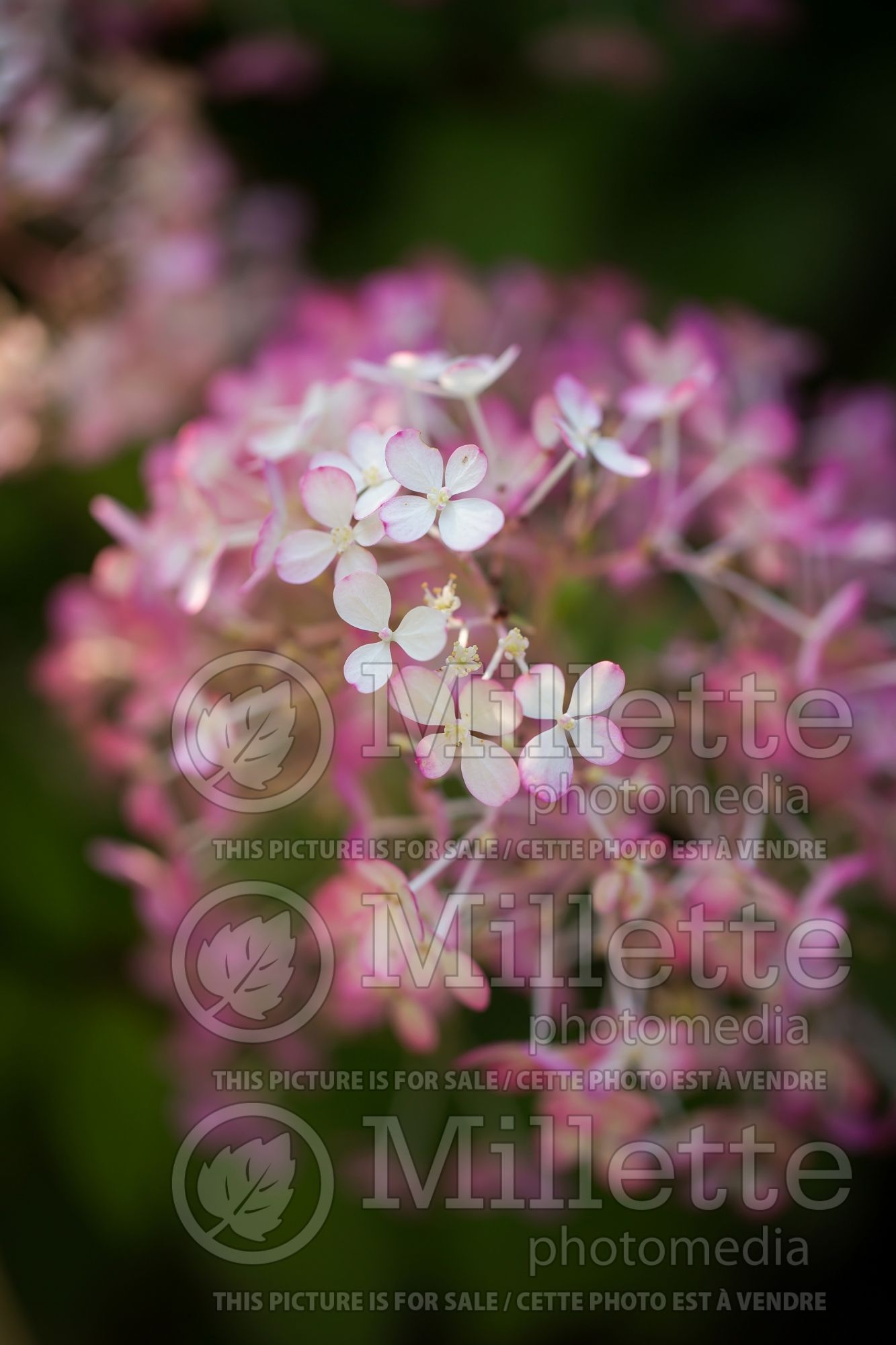 Hydrangea BoBo (Panicle Hydrangea) 11
