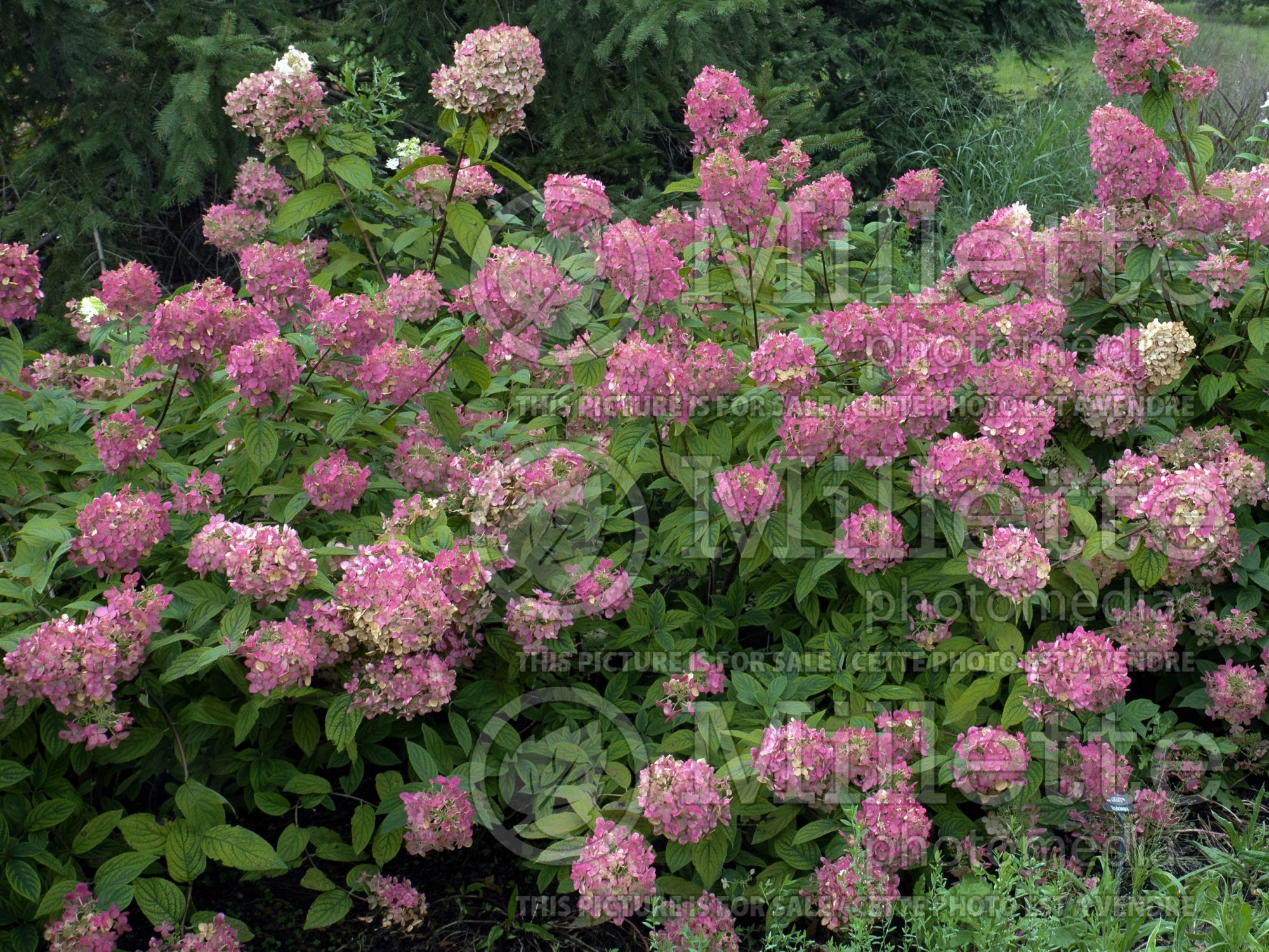 Hydrangea Fire Light (Panicle Hydrangea) 7