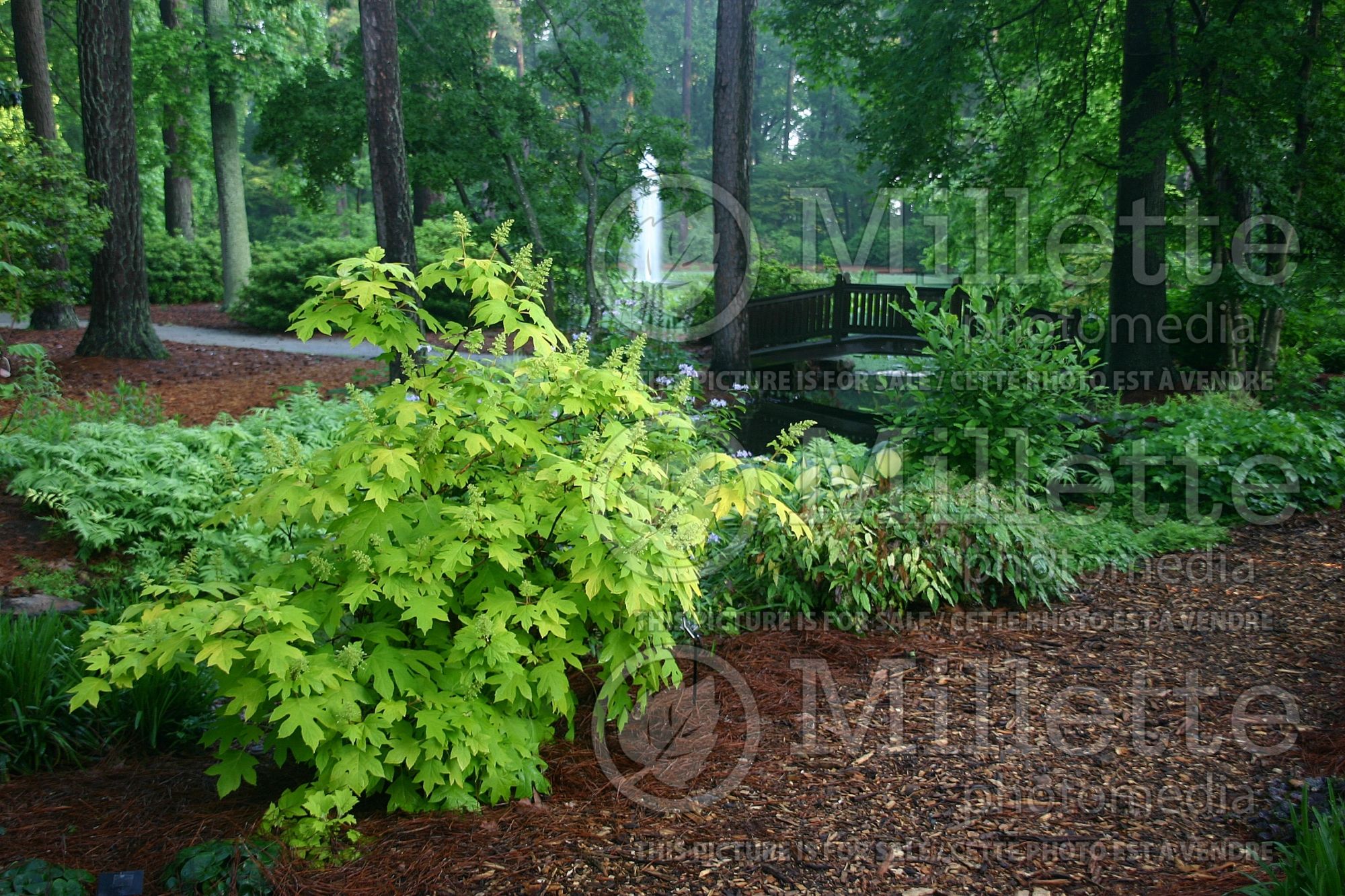 Hydrangea Little Honey (Hydrangea) 10
