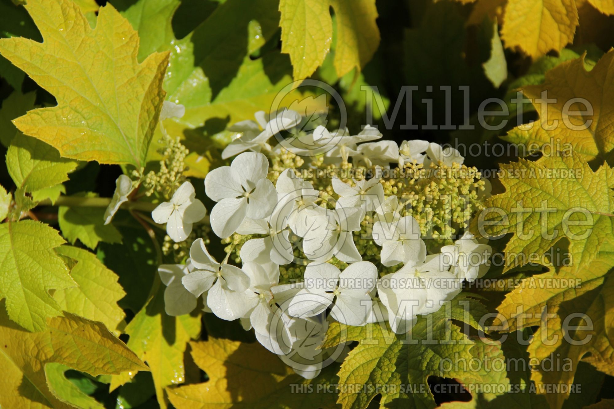 Hydrangea Little Honey (Hydrangea) 8