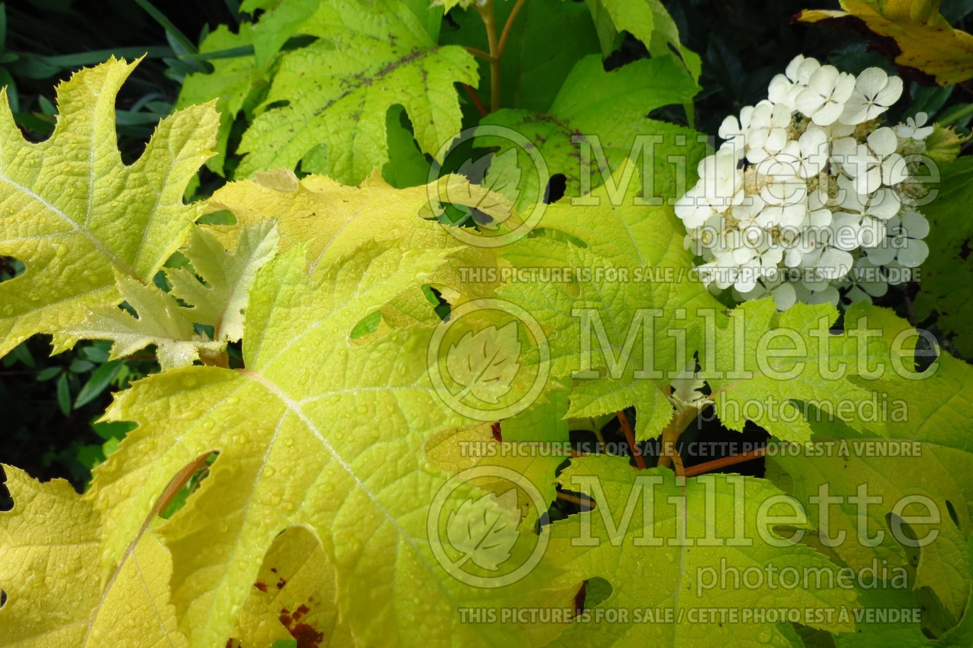 Hydrangea Little Honey (Hydrangea) 3
