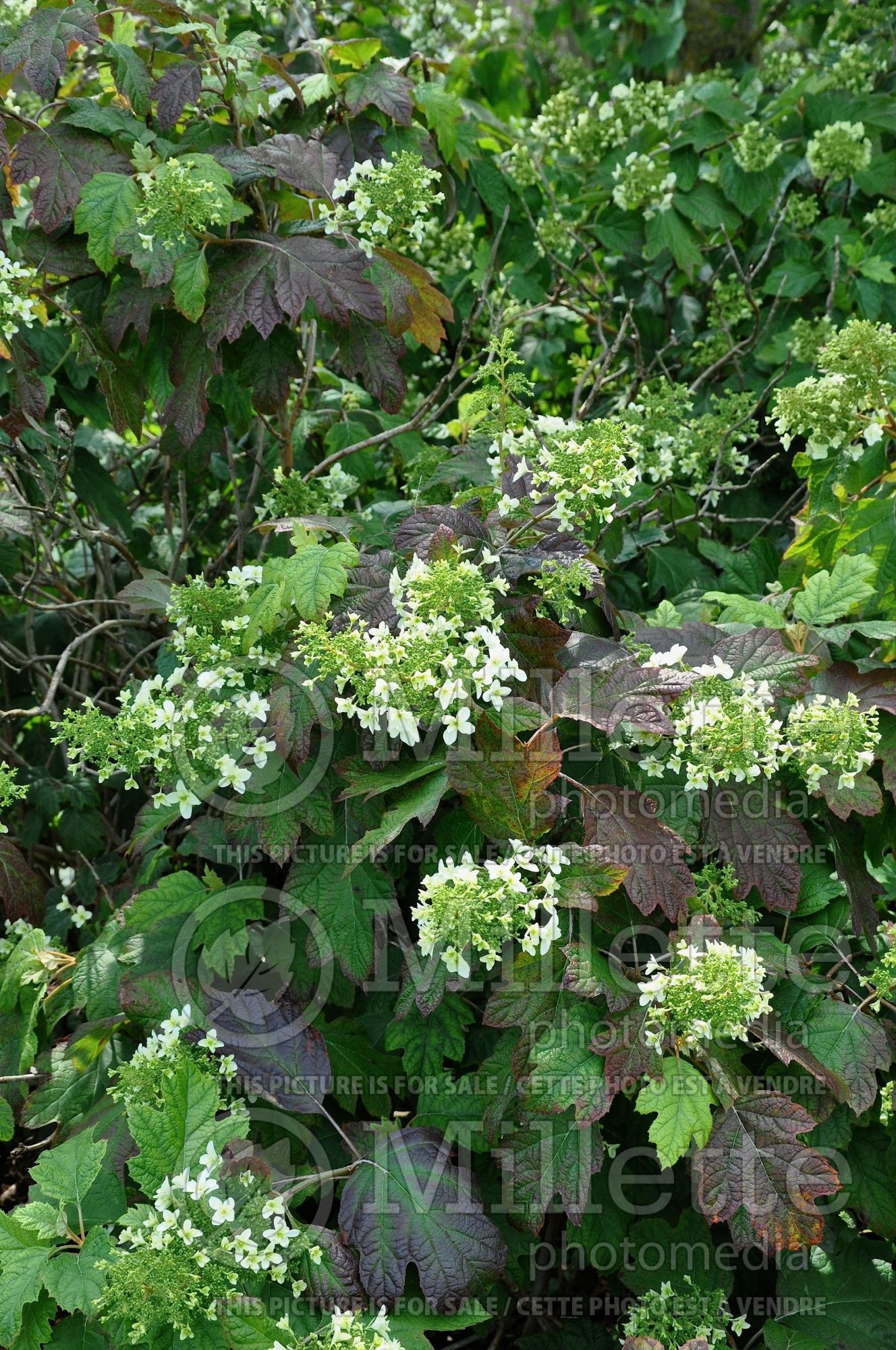 Hydrangea Snowflake aka Brido (Oakleaf Hydrangea) 5