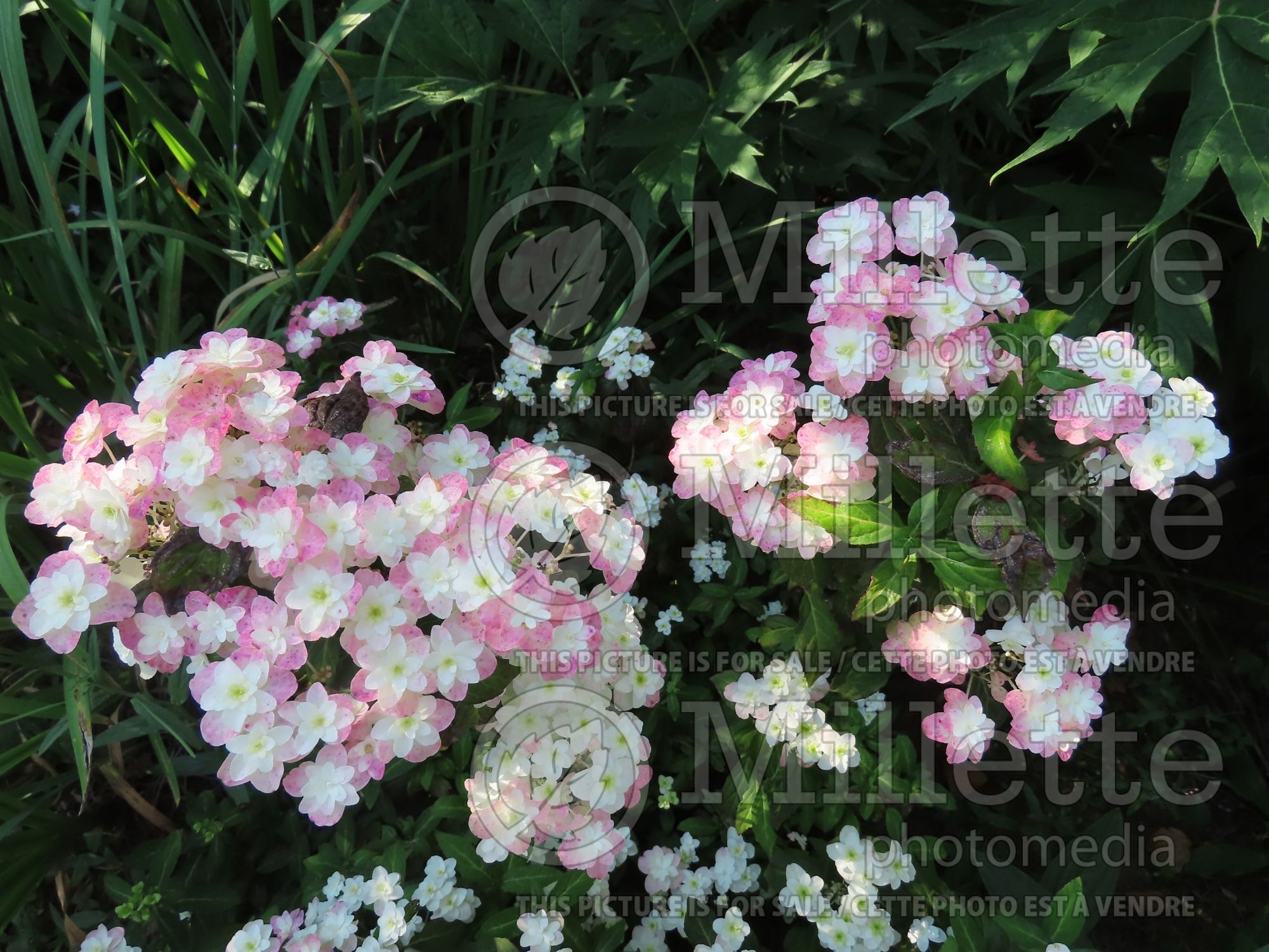 Hydrangea Fuji no Taki (Lace cap Hydrangea) 1