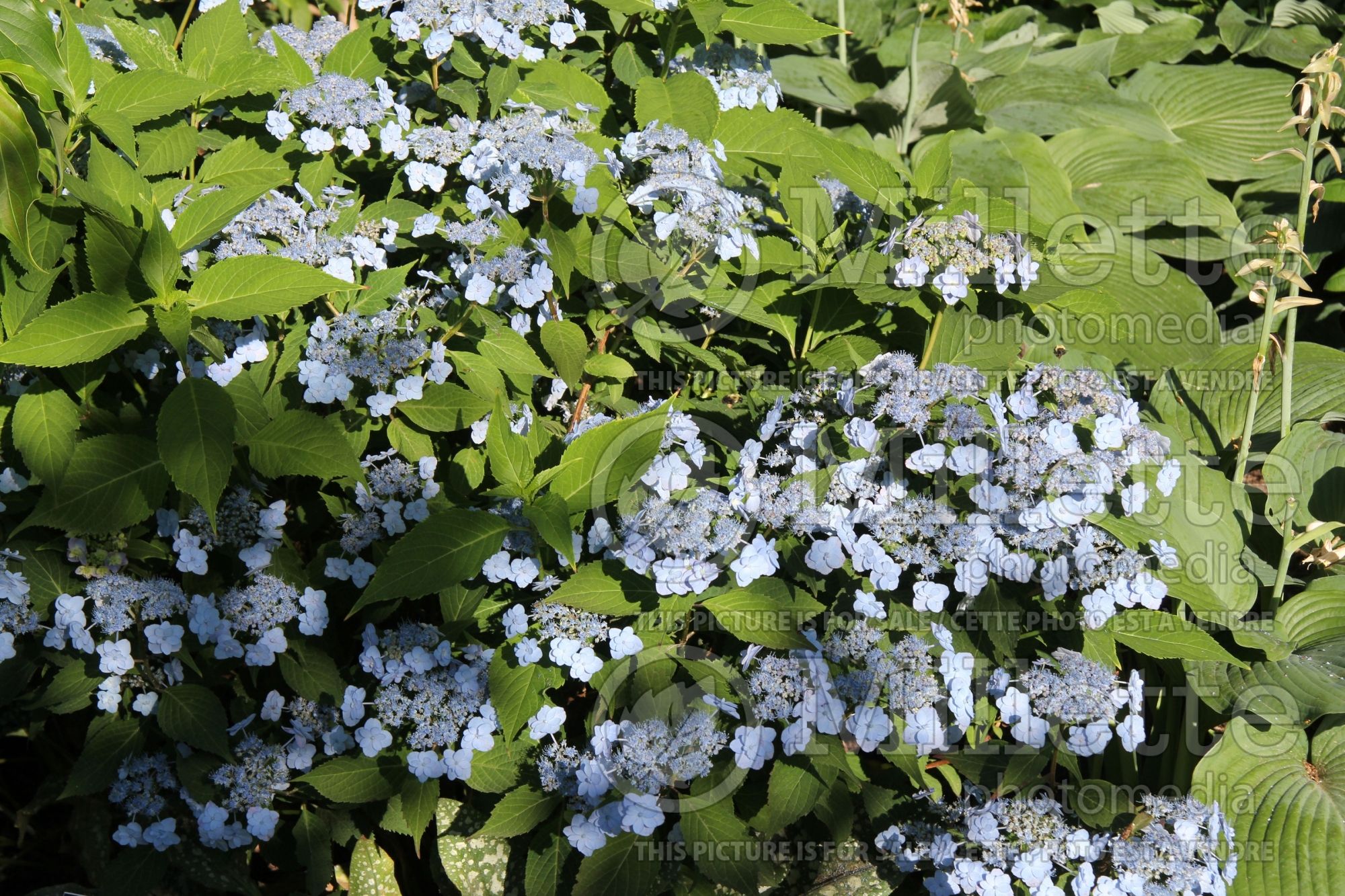 Hydrangea Tiny Tuff Stuff (Mountain Hydrangea) 1