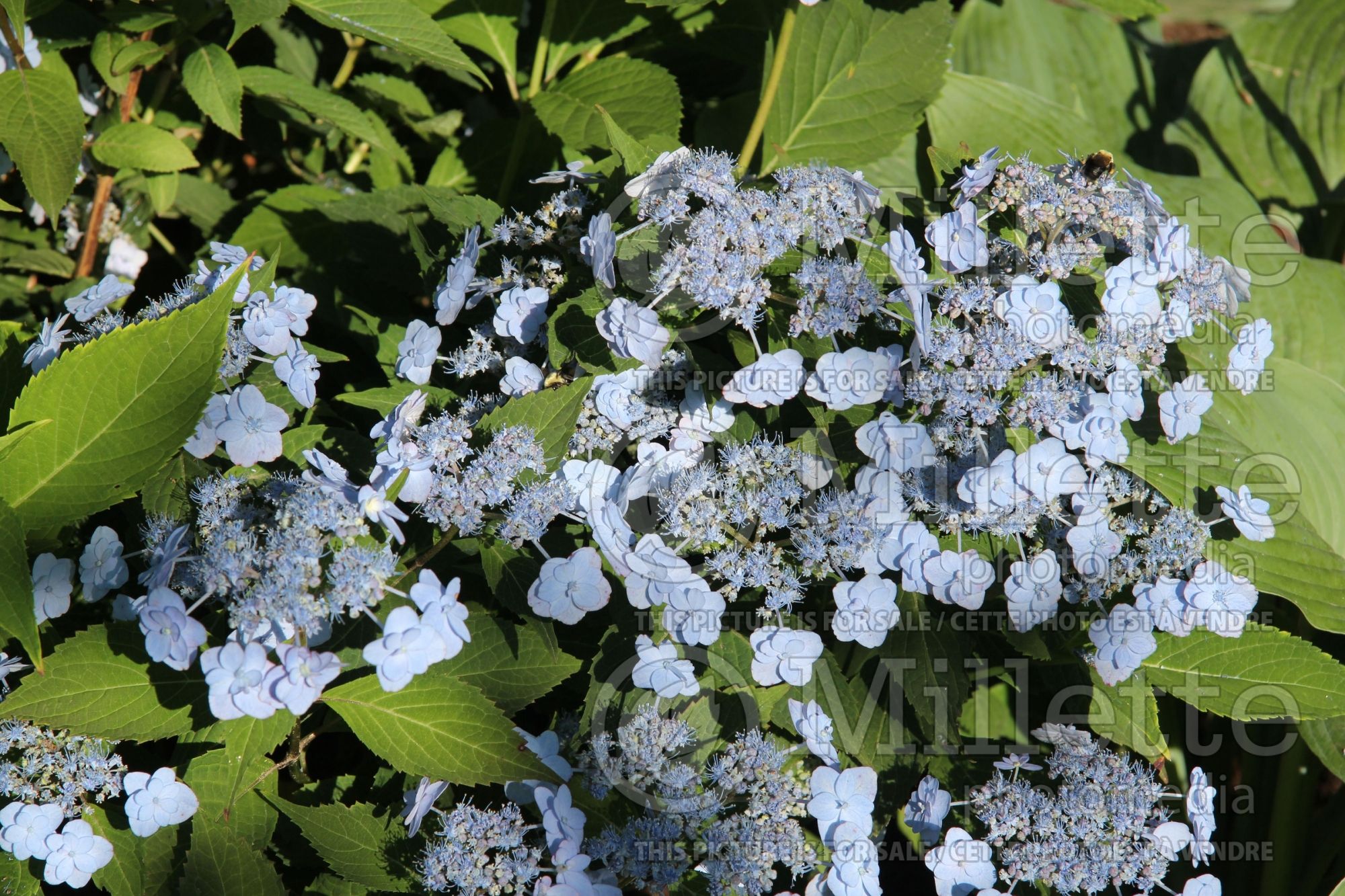 Hydrangea Tiny Tuff Stuff (Mountain Hydrangea) 2