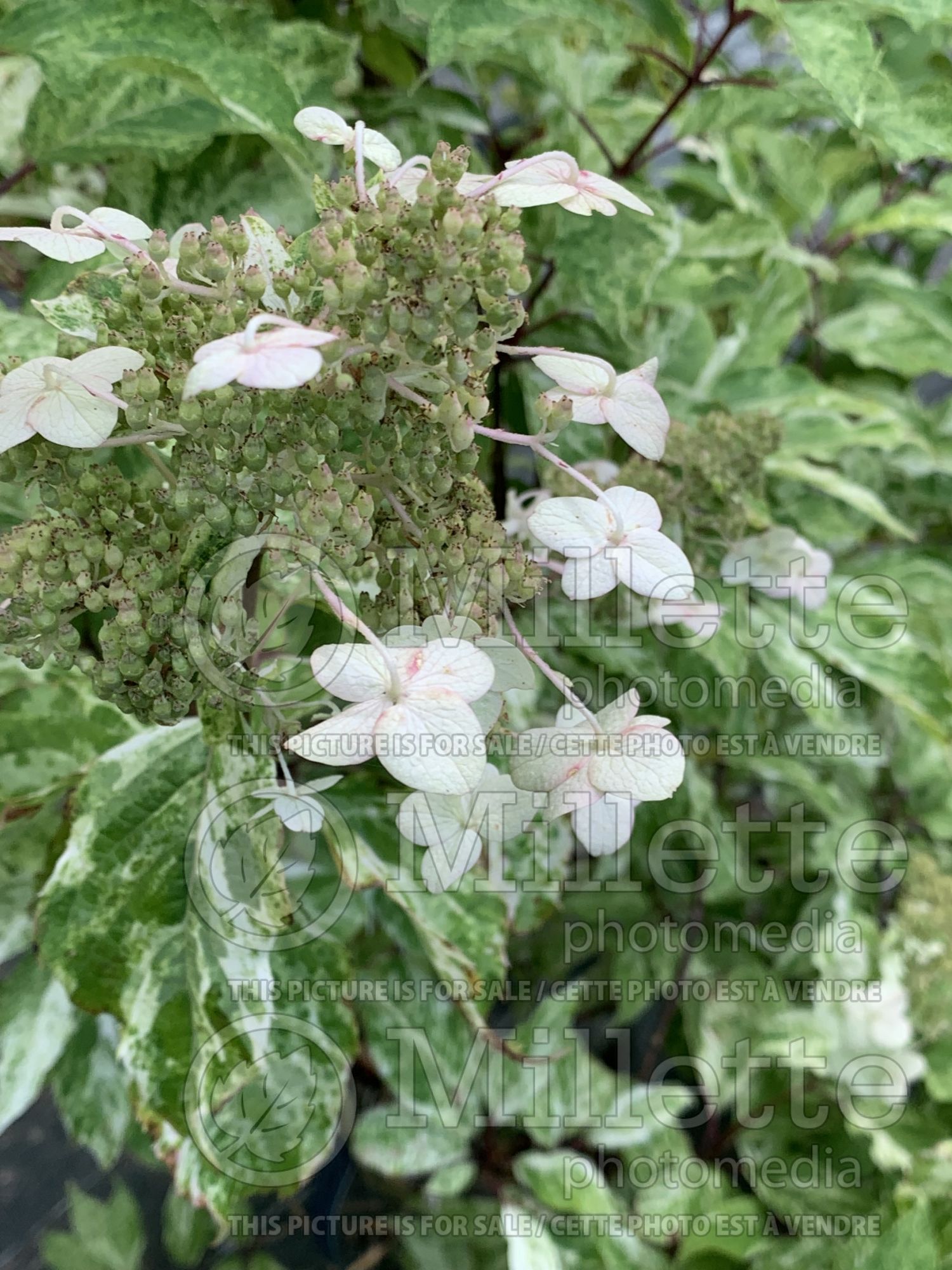 Hydrangea Shikoku Flash aka Summer Snow aka Yuki Geisha aka Yuki Gessho (Bigleaf Hydrangea Mophead) 2