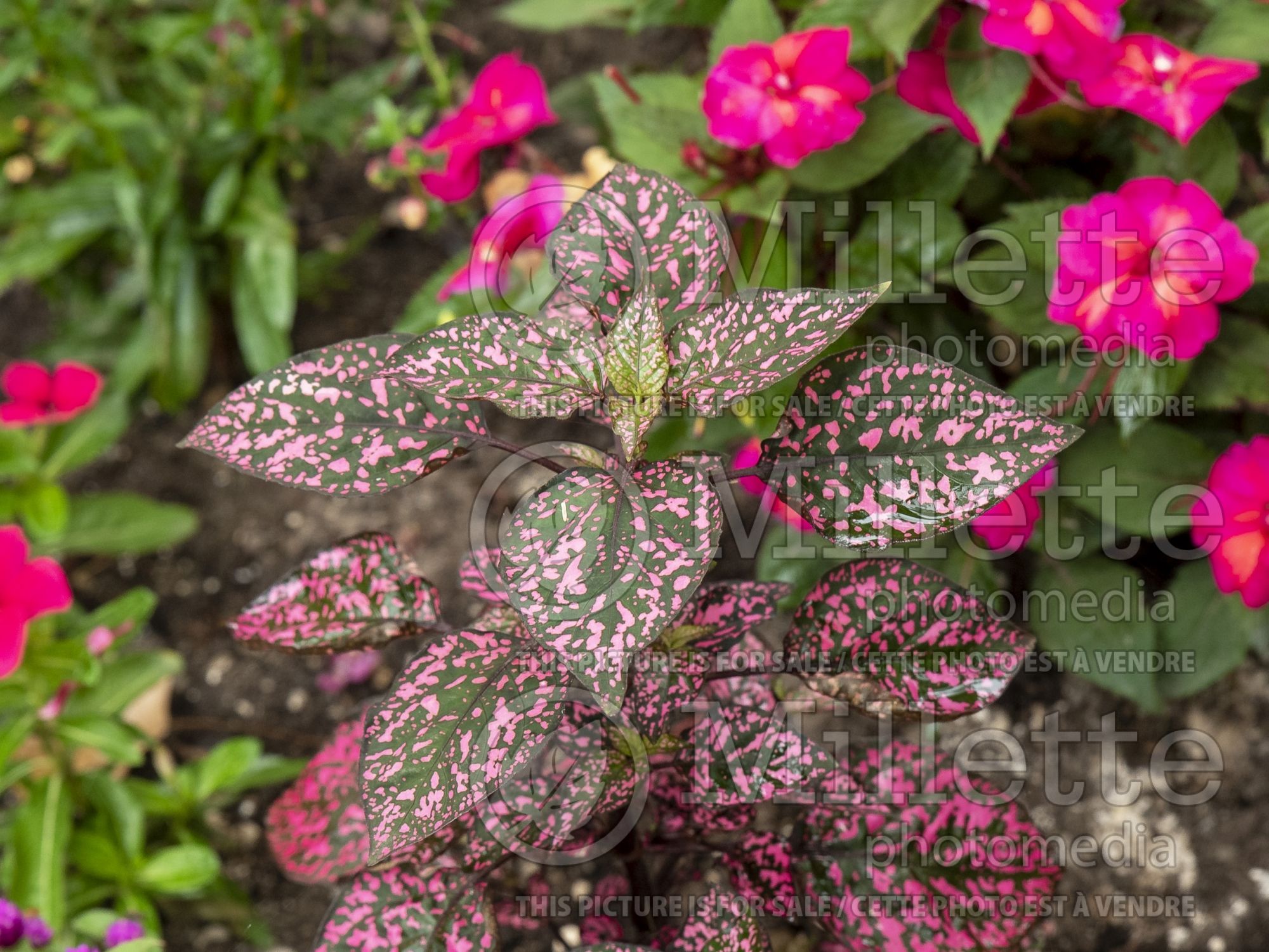 Hypoestes Hippo Rose (Polka Dot Plant) 1