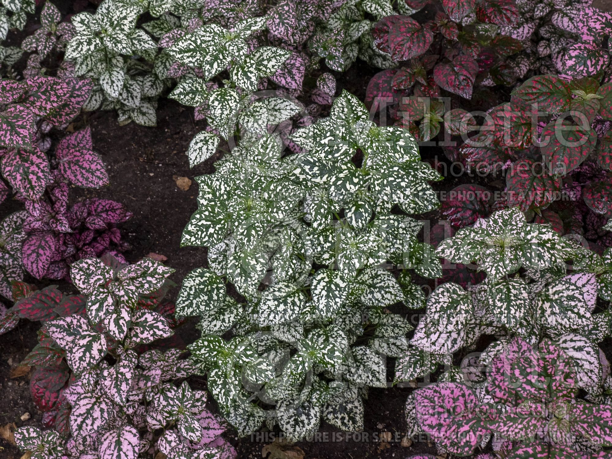 Hypoestes Hippo White (Polka Dot Plant) 1