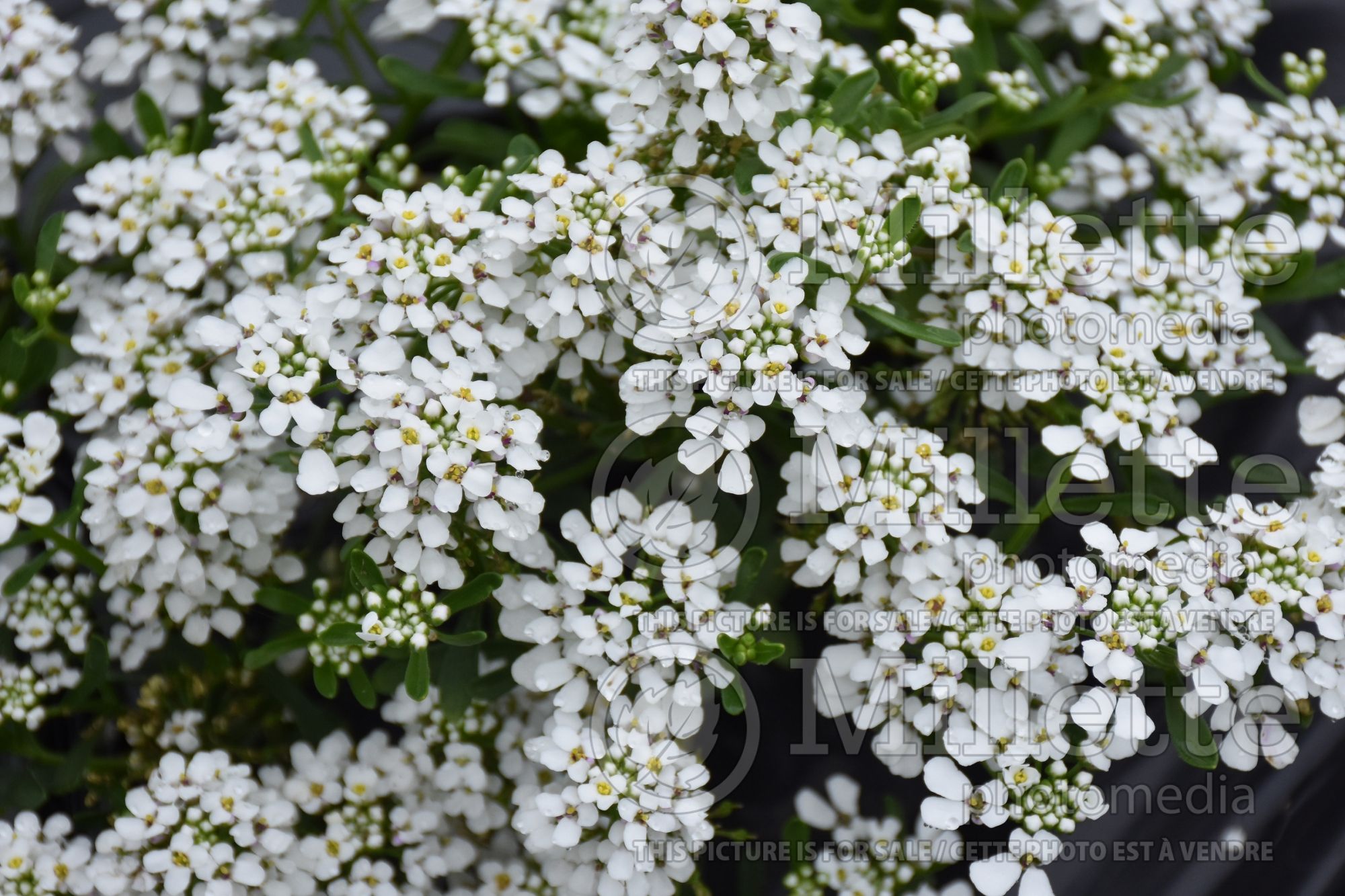 Iberis Summer Snowdrift (Candytuft) 1