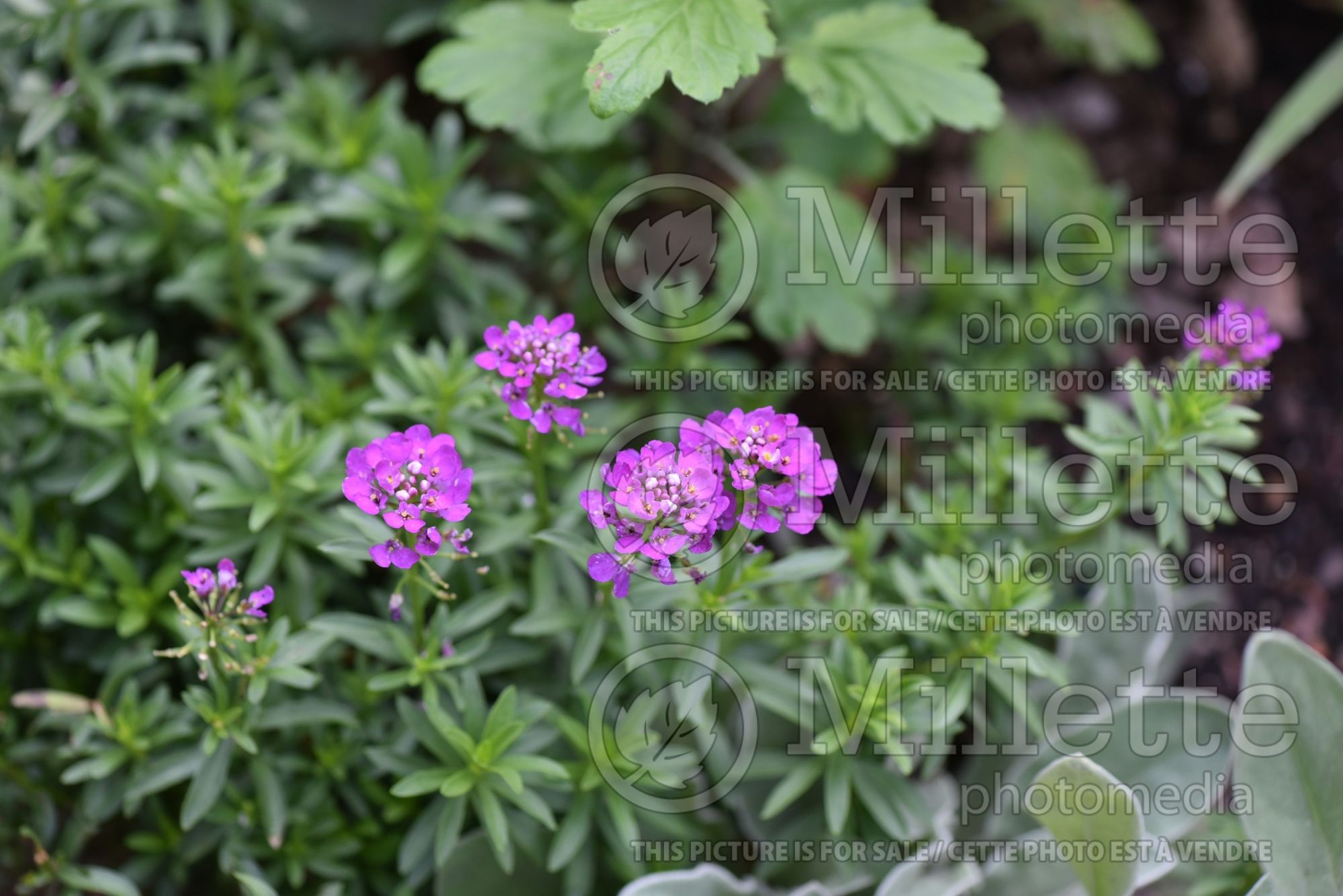 Iberis Absolutely Amethyst (Candytuft) 4