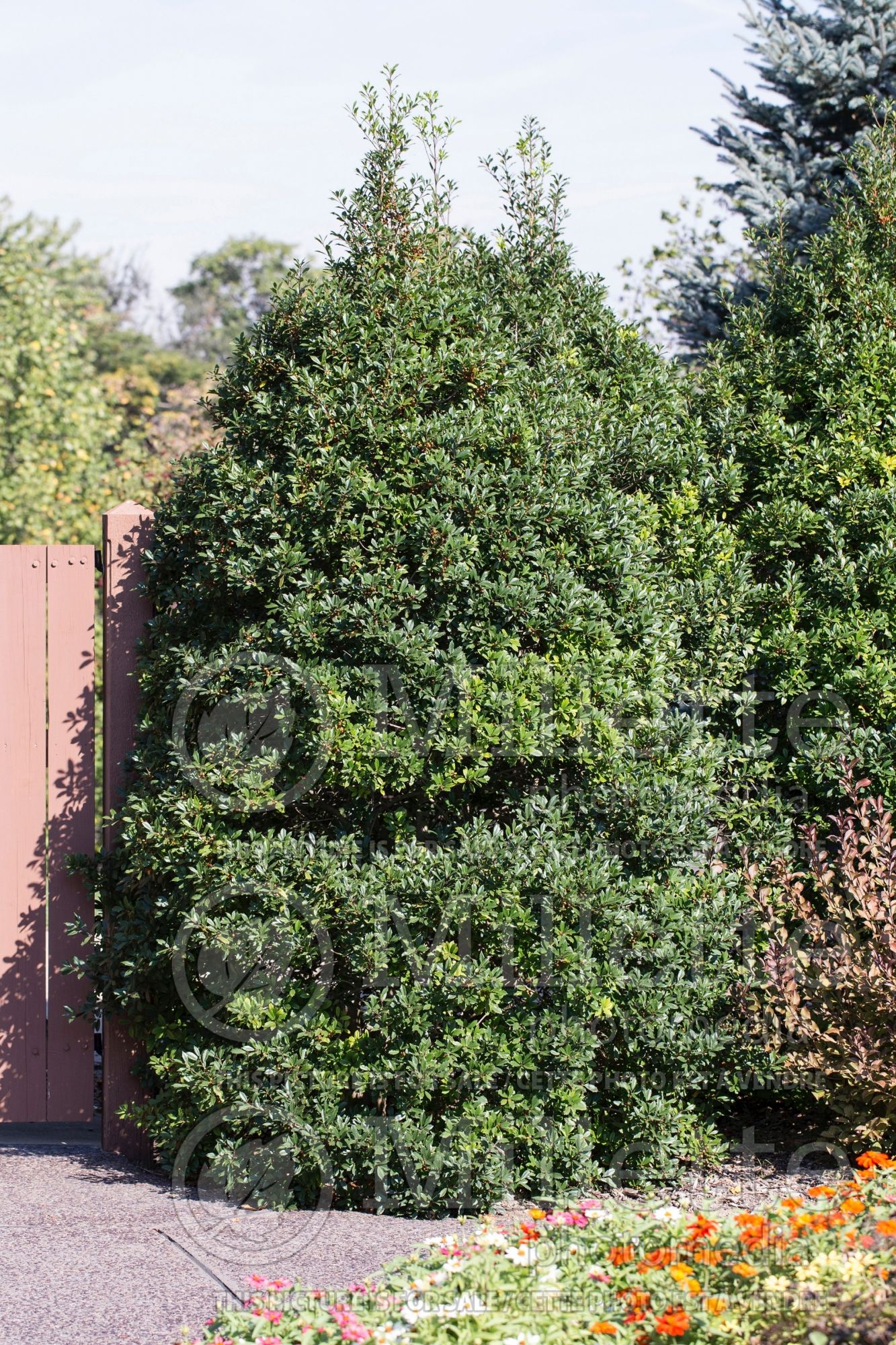 Ilex Fosteri (foster holly) 2
