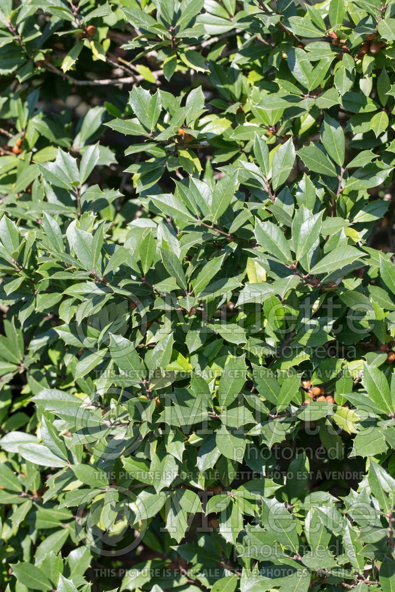 Ilex Fosteri (foster holly) 3